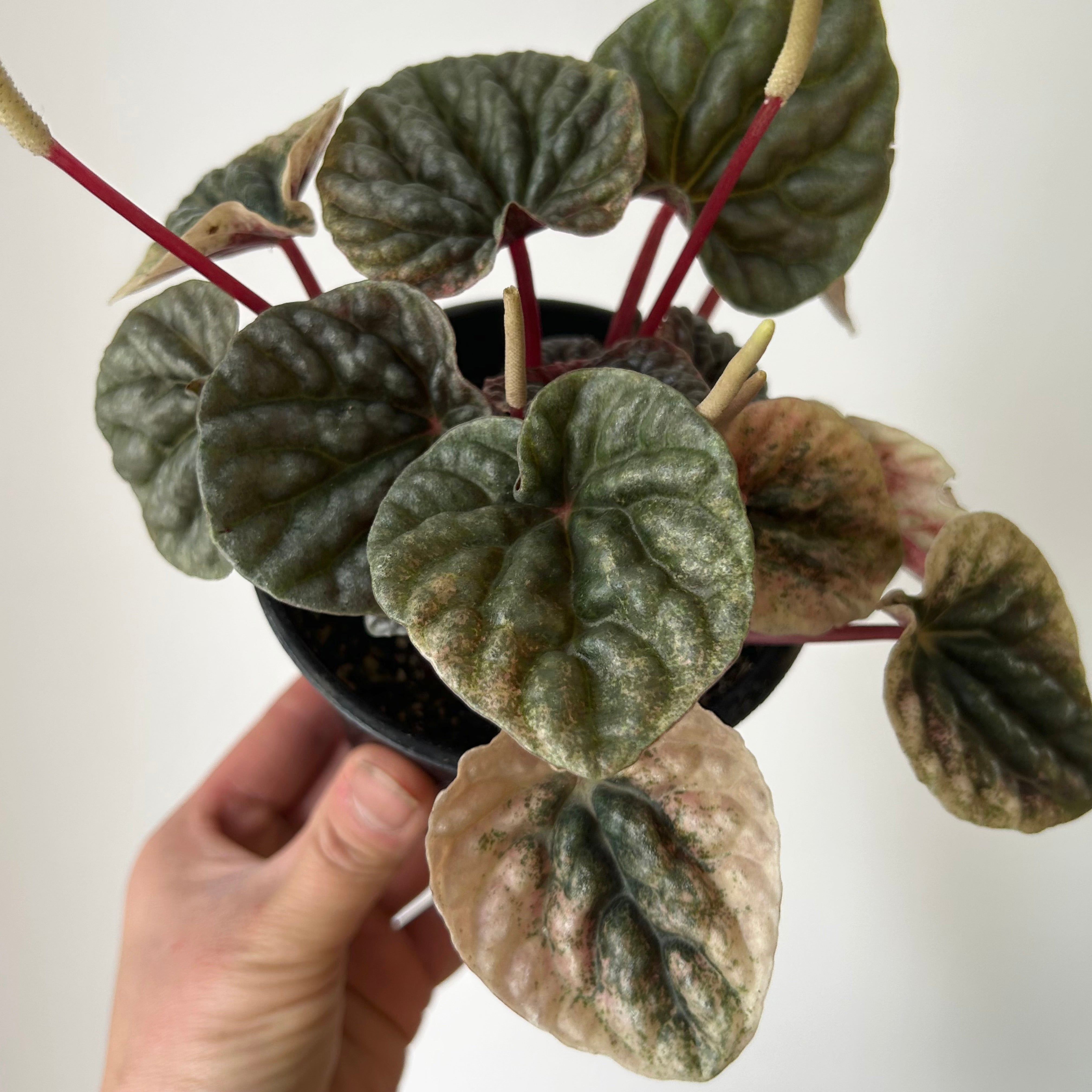 Peperomia Abricos 4”pot