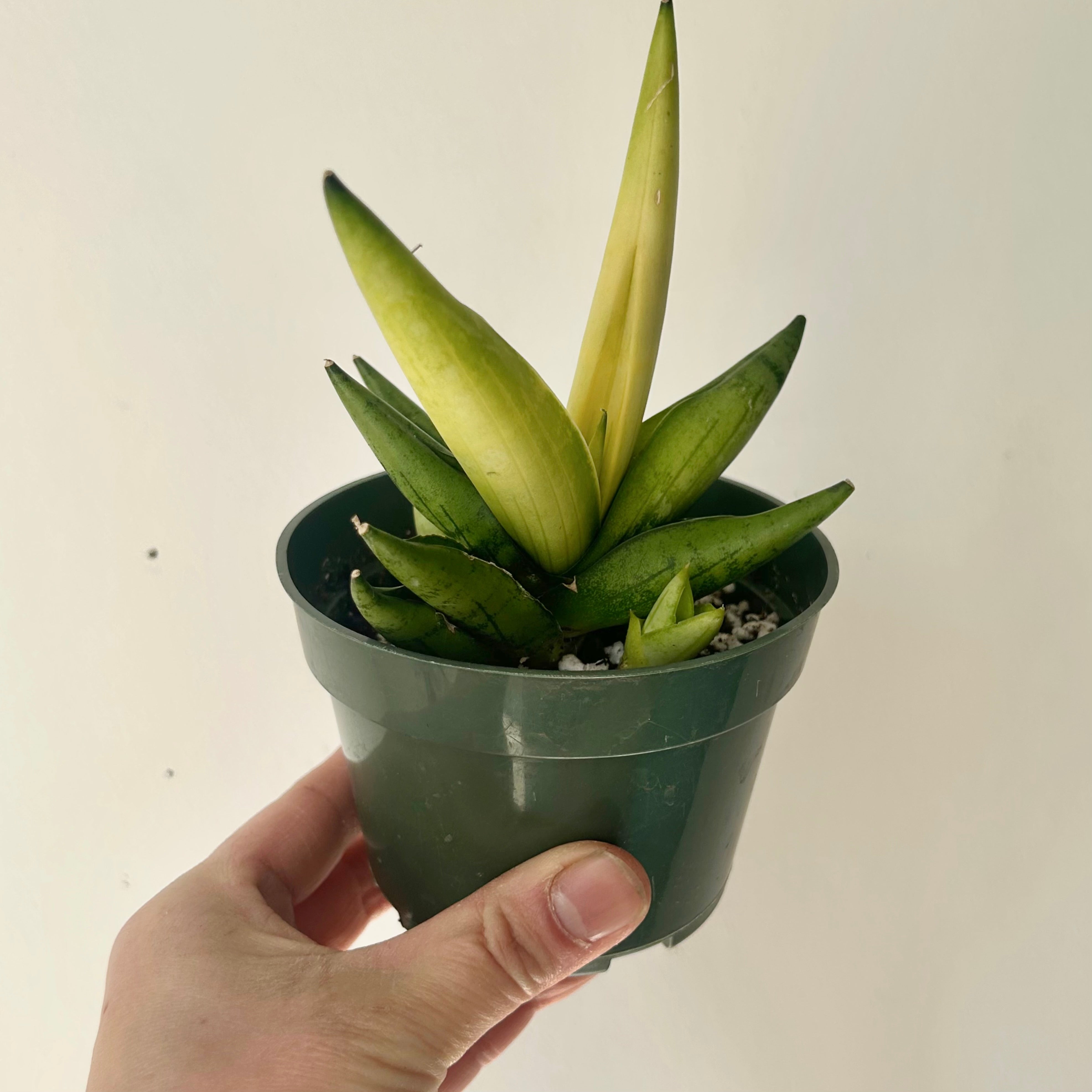 Sansevieria dwarf boncel variegata 4”pot