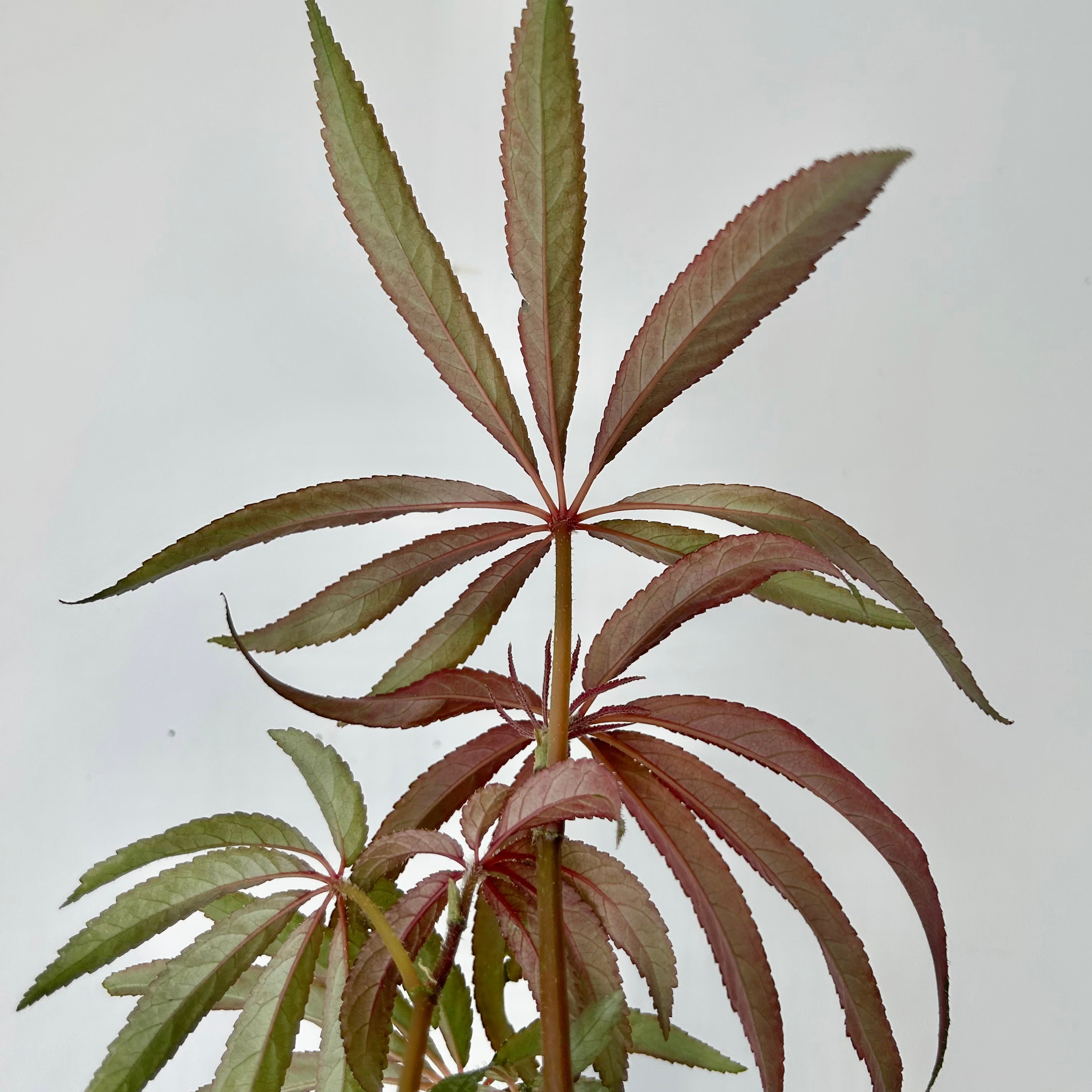 Palm Leaf Begonia (Luxurians) 4” pot