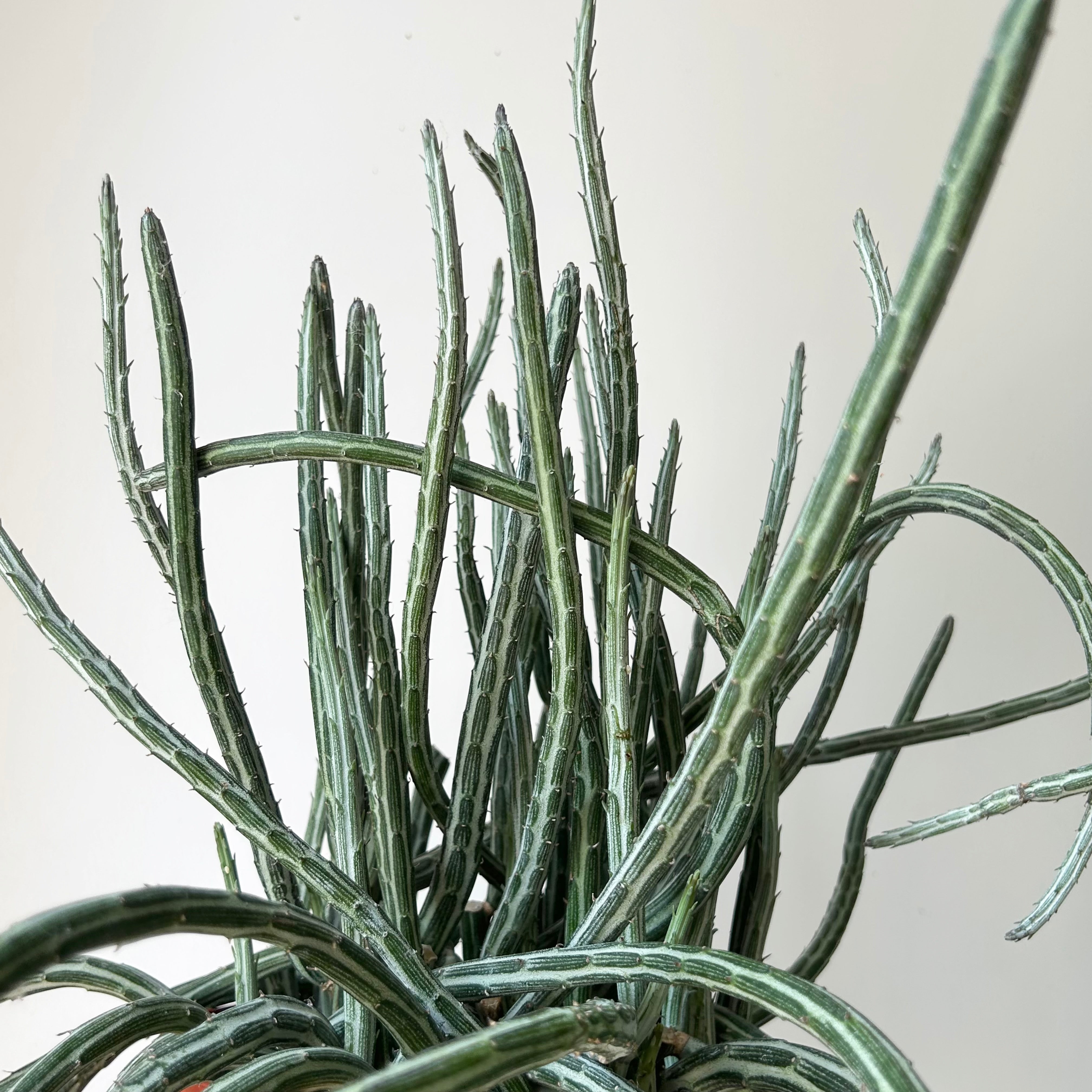 Senecio Stapeliiformis 8” hanging basket