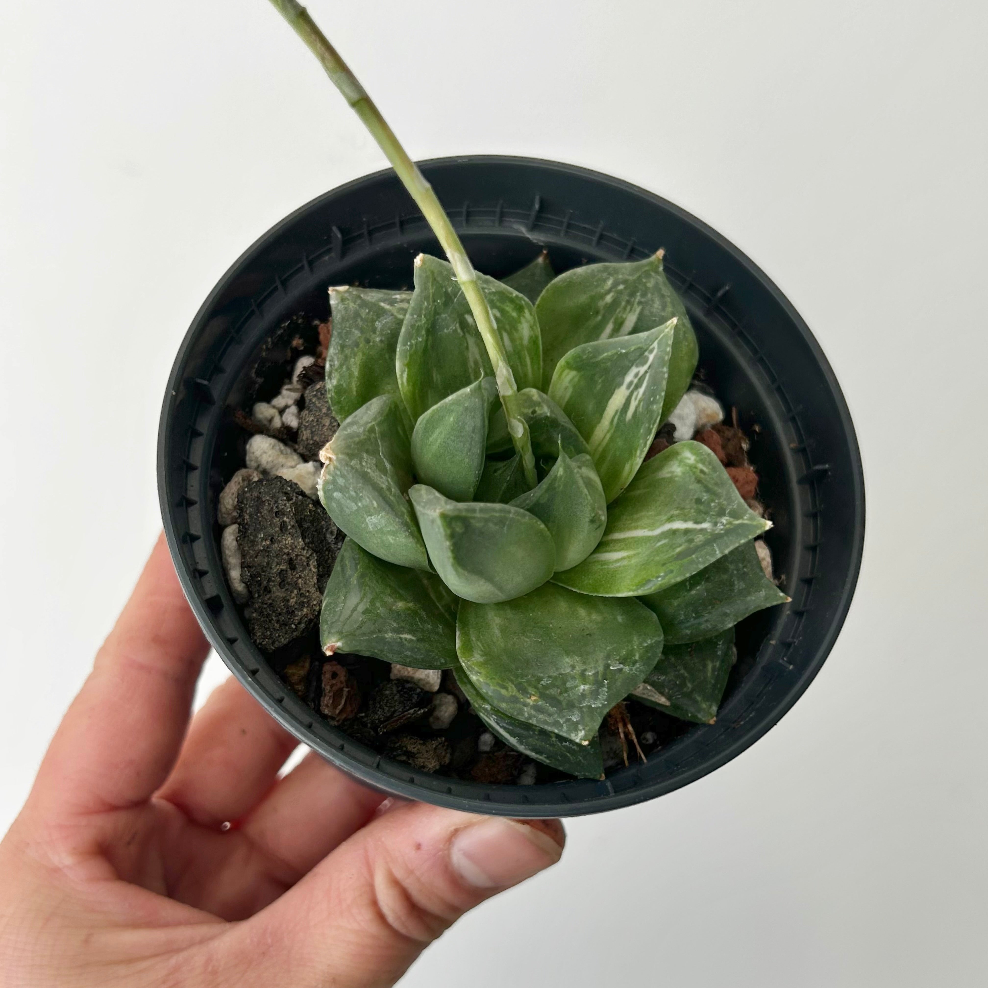 Variegated Haworthia retusa 3.5” pot