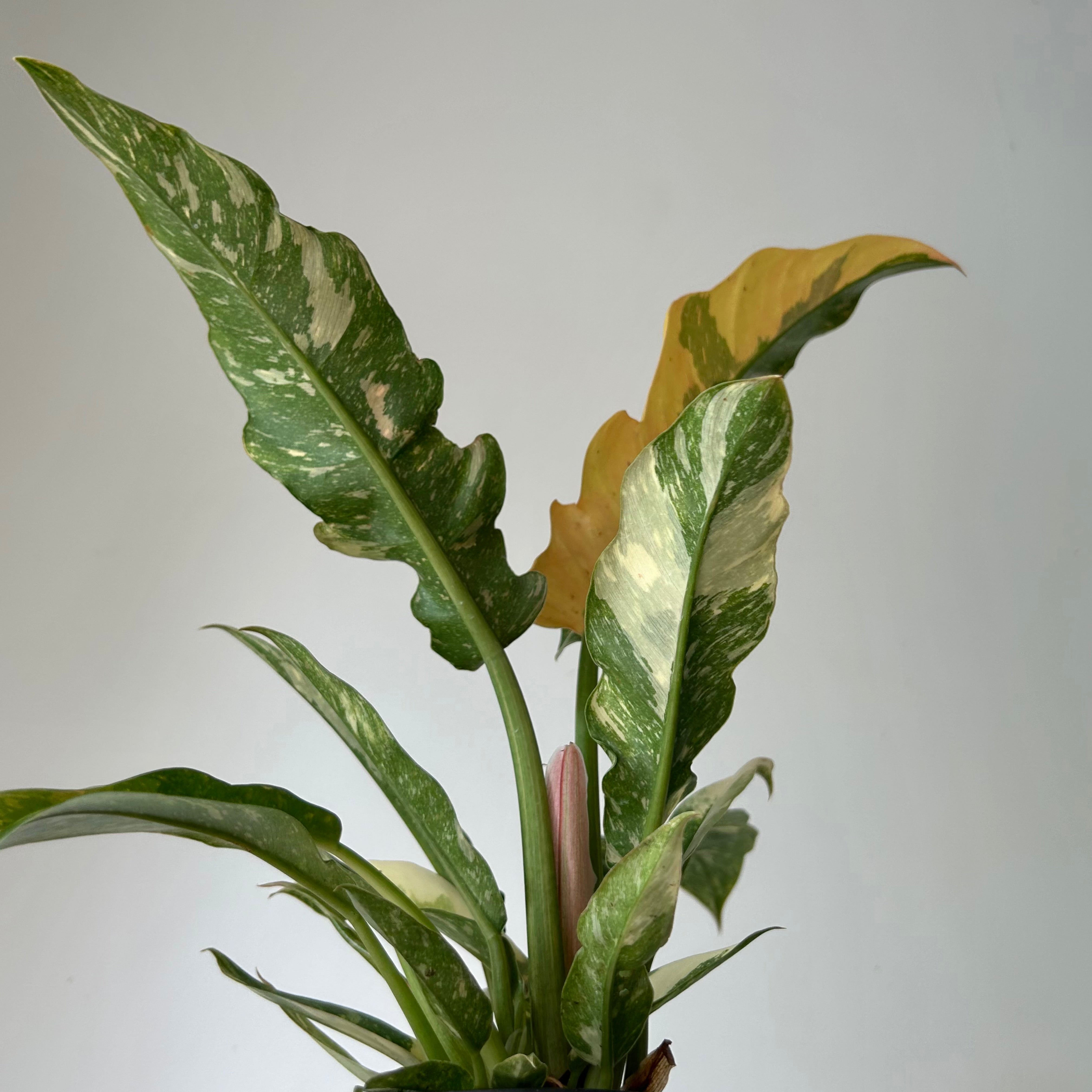Philodendron "Ring of Fire" 6” pot