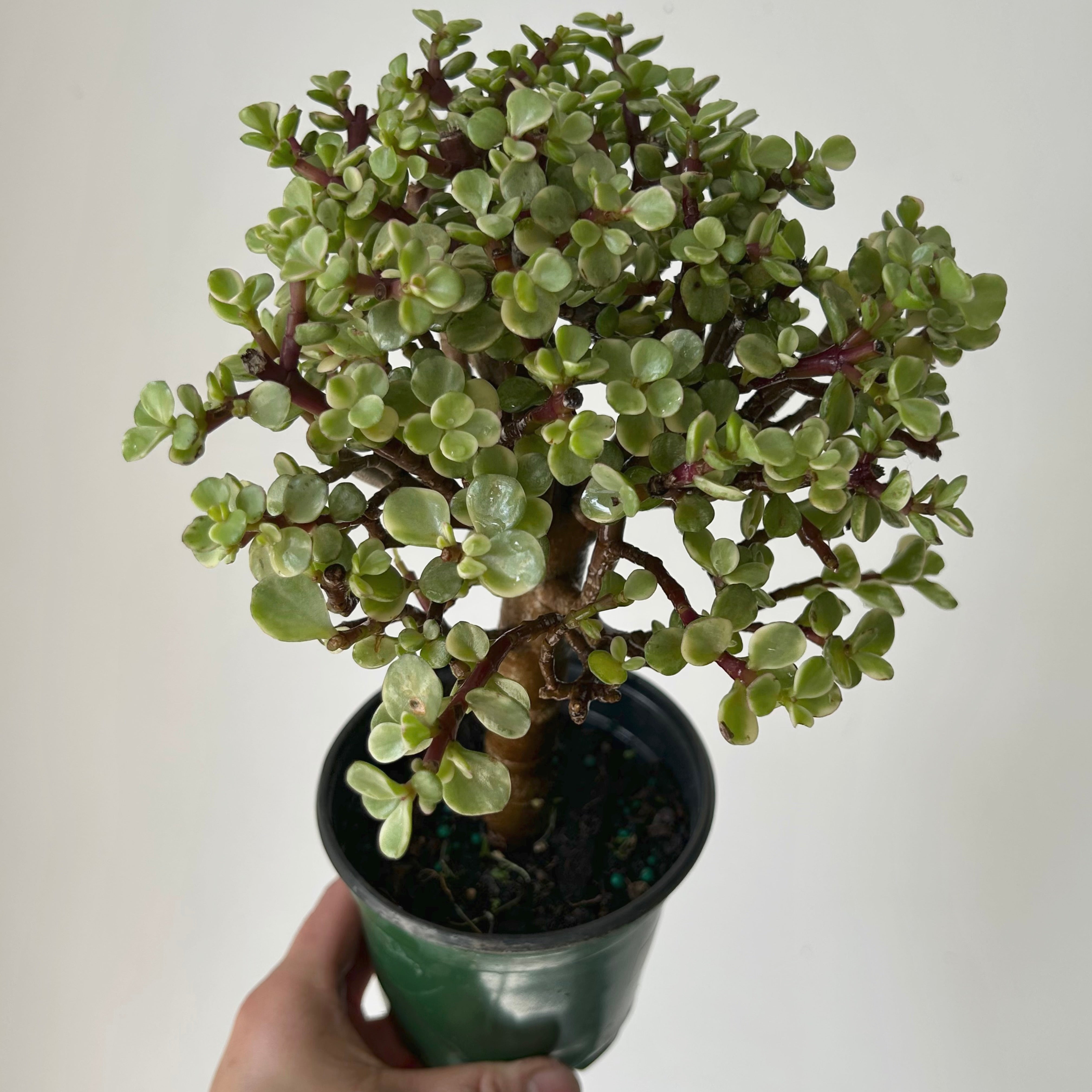 Variegated Elephant Jade Succulent (Portulacaria Afra) tree form 4"pot