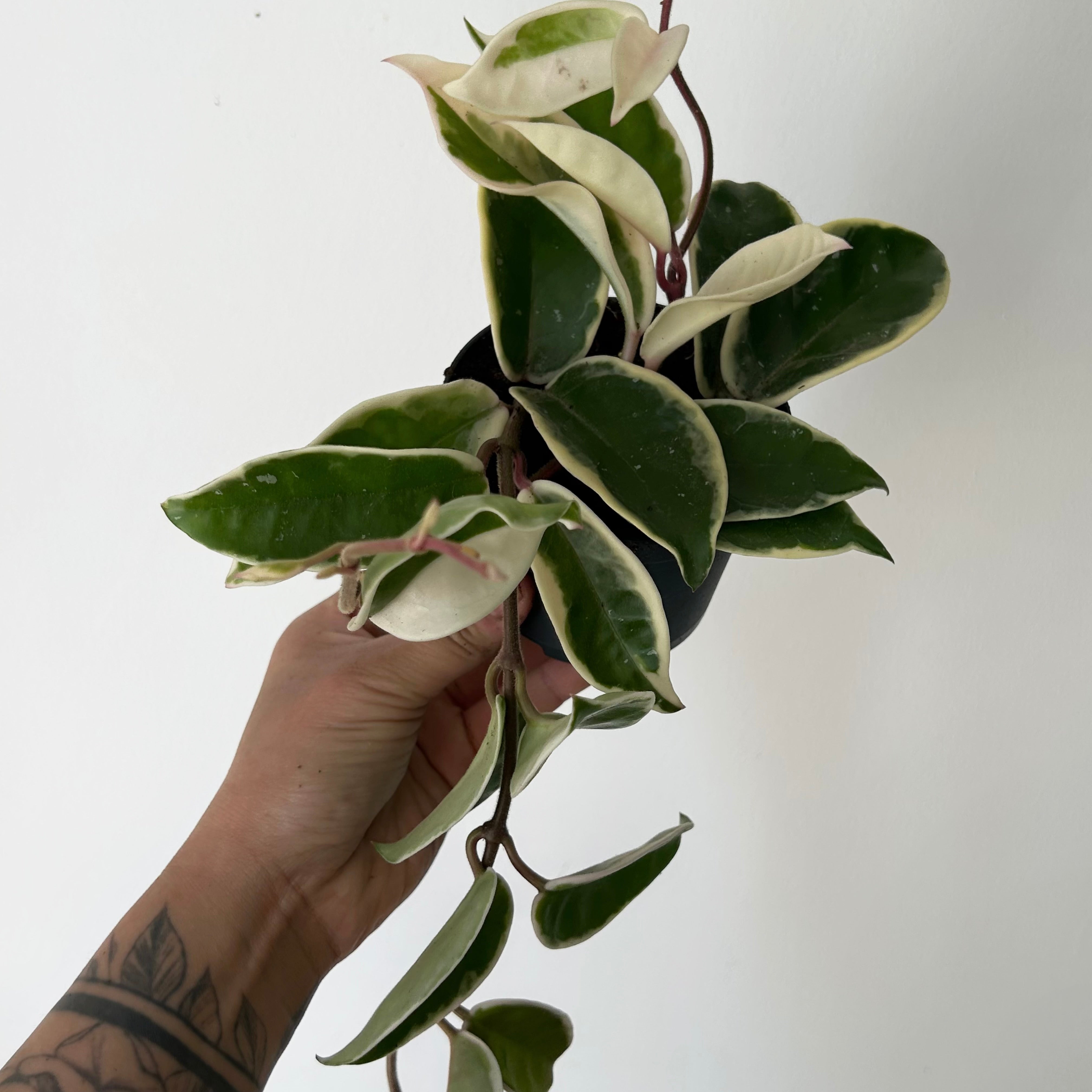 Hoya carnosa "Krimson Queen” 3.5”pot