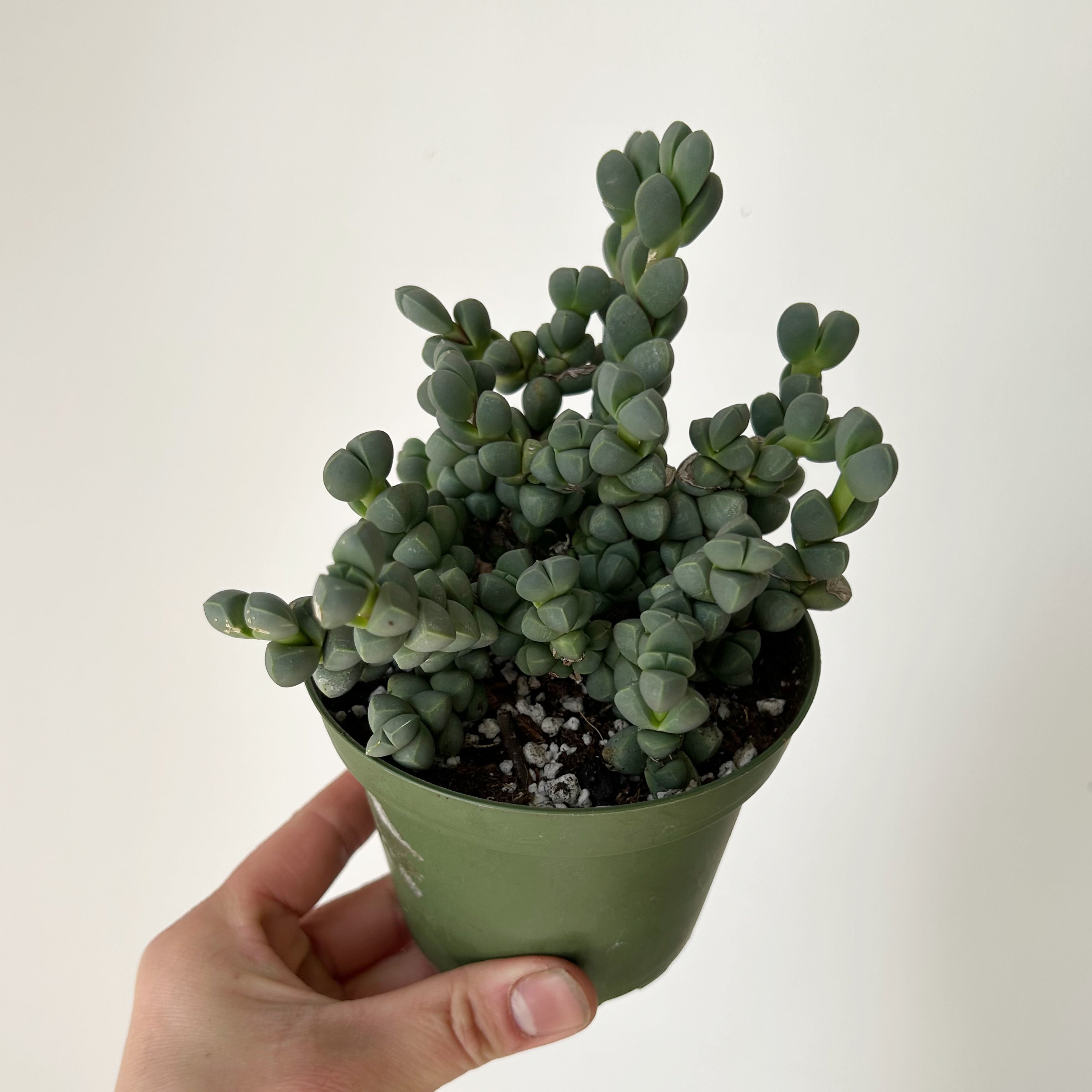 Ice Plant (Corpuscularia Lehmannii) 4” pot