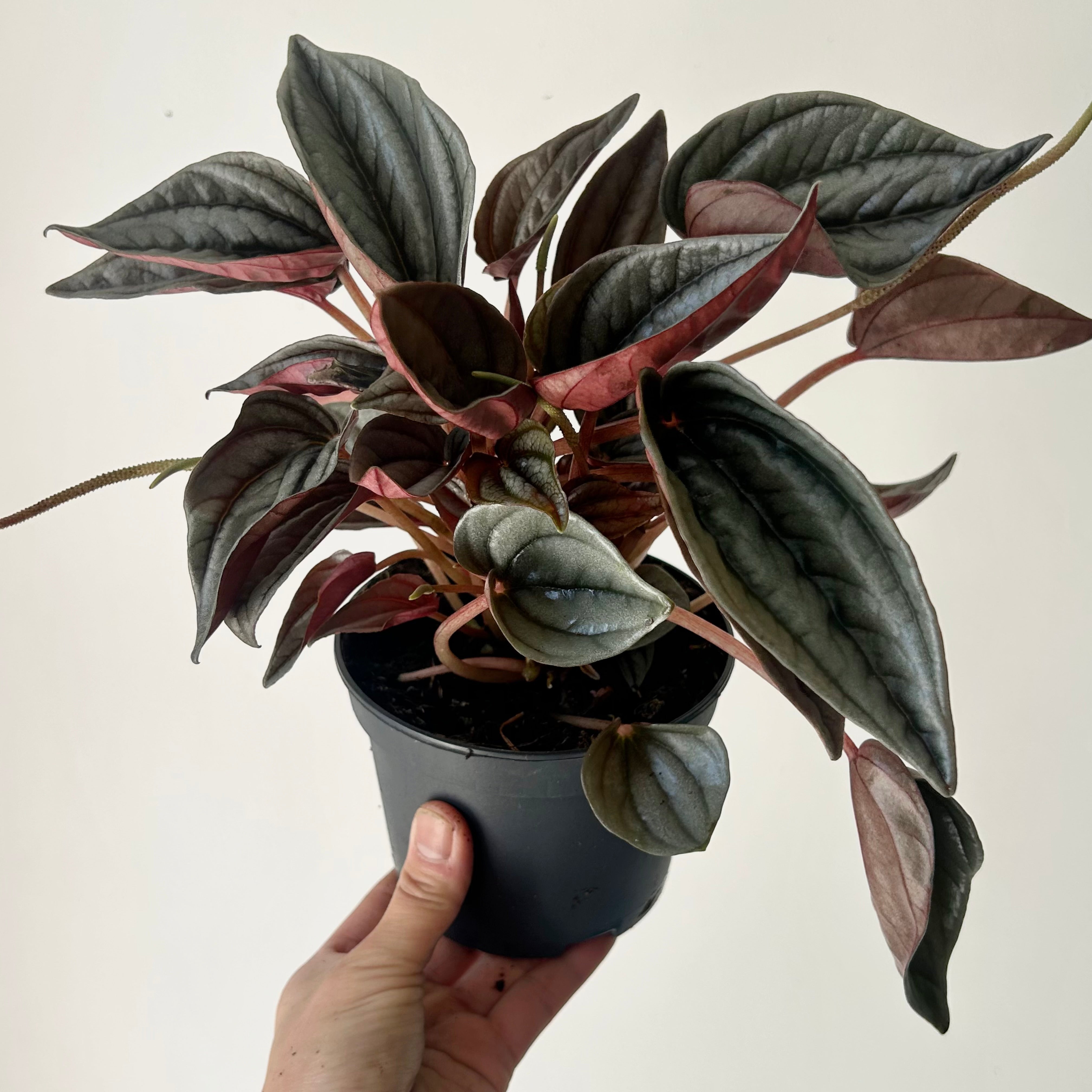 Peperomia “Mendoza” pot