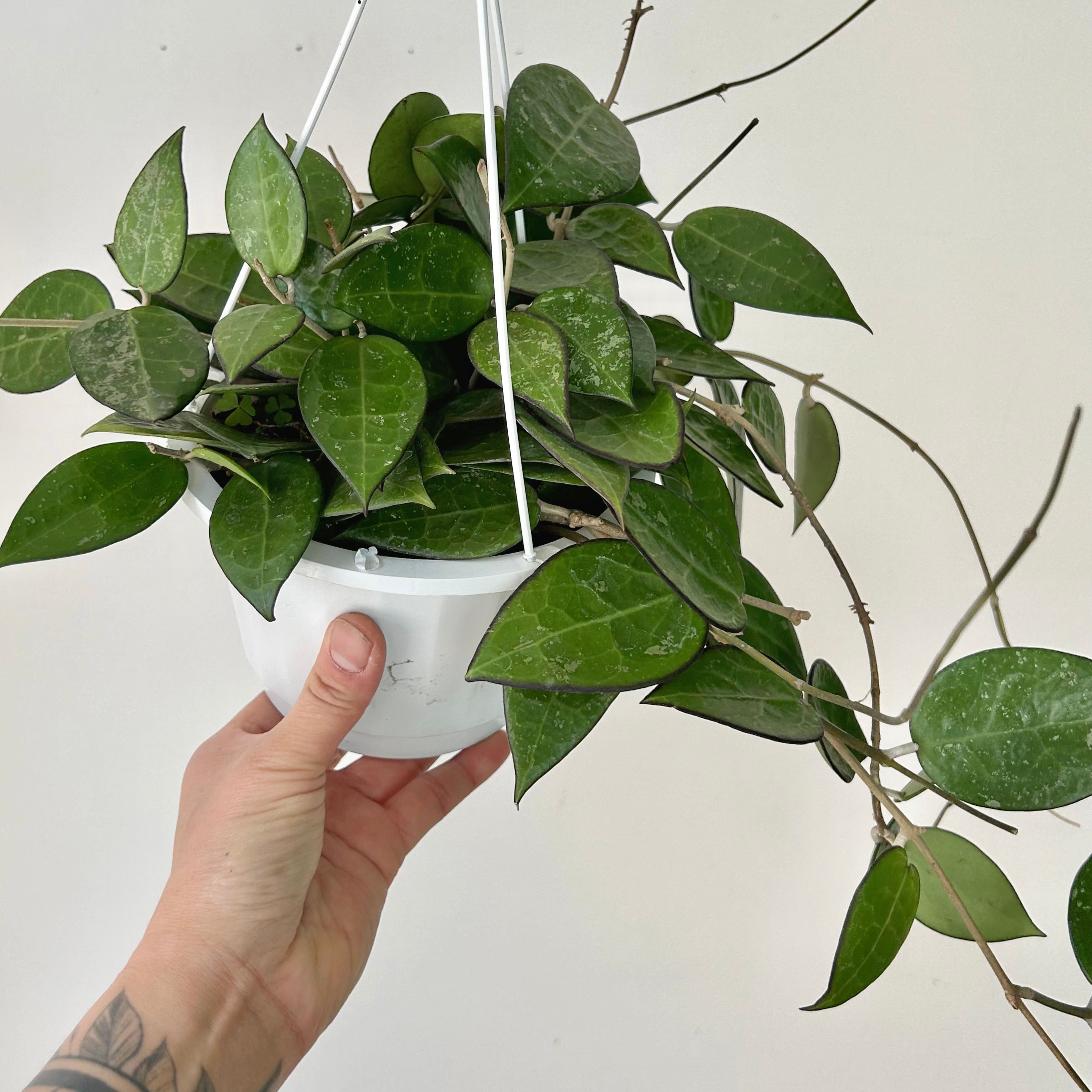 Hoya verticillata "Black Margin" (formerly H. parasitica) 6” hanging basket