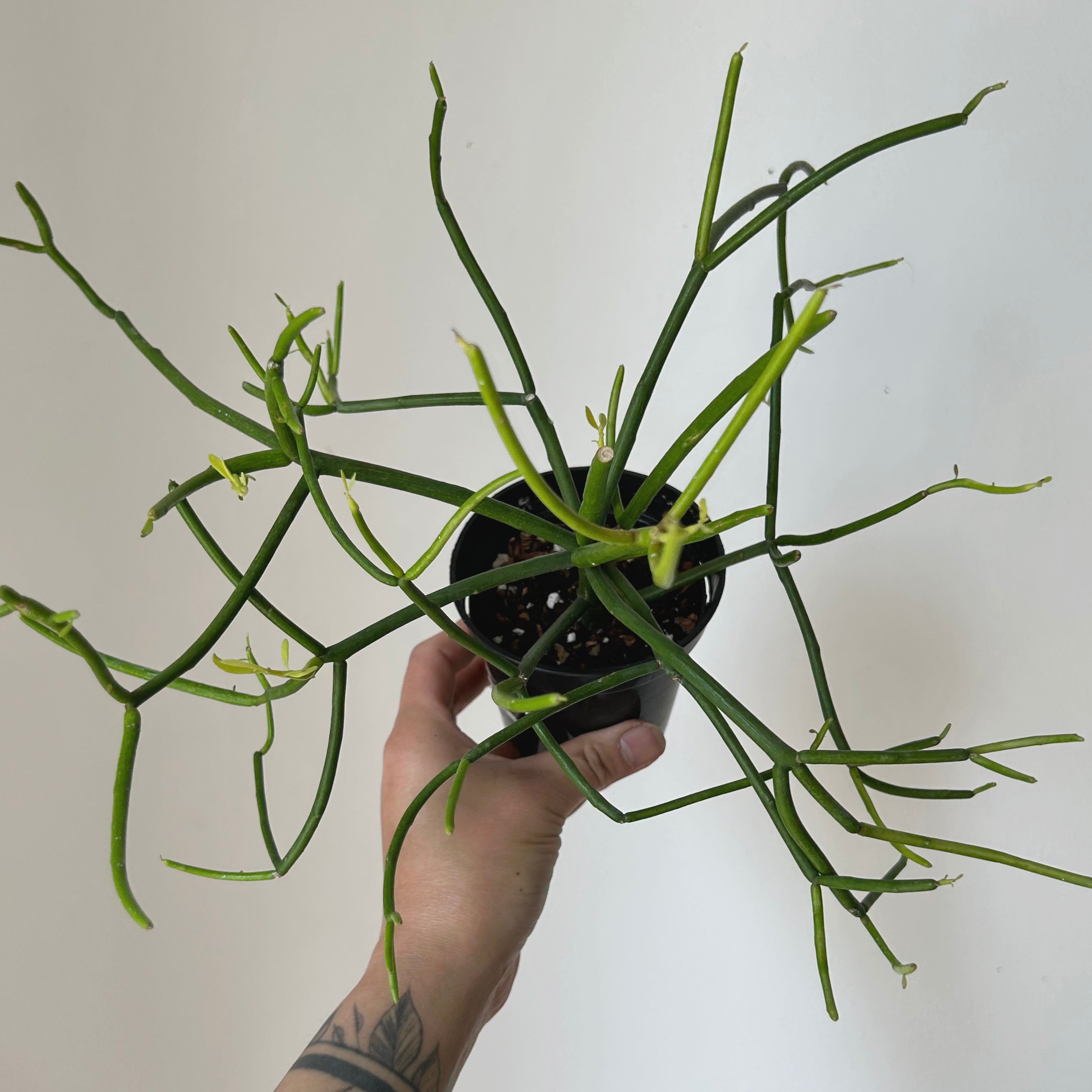 Firestick Pencil Cactus (Euphorbia Tirucalli) 4”pot
