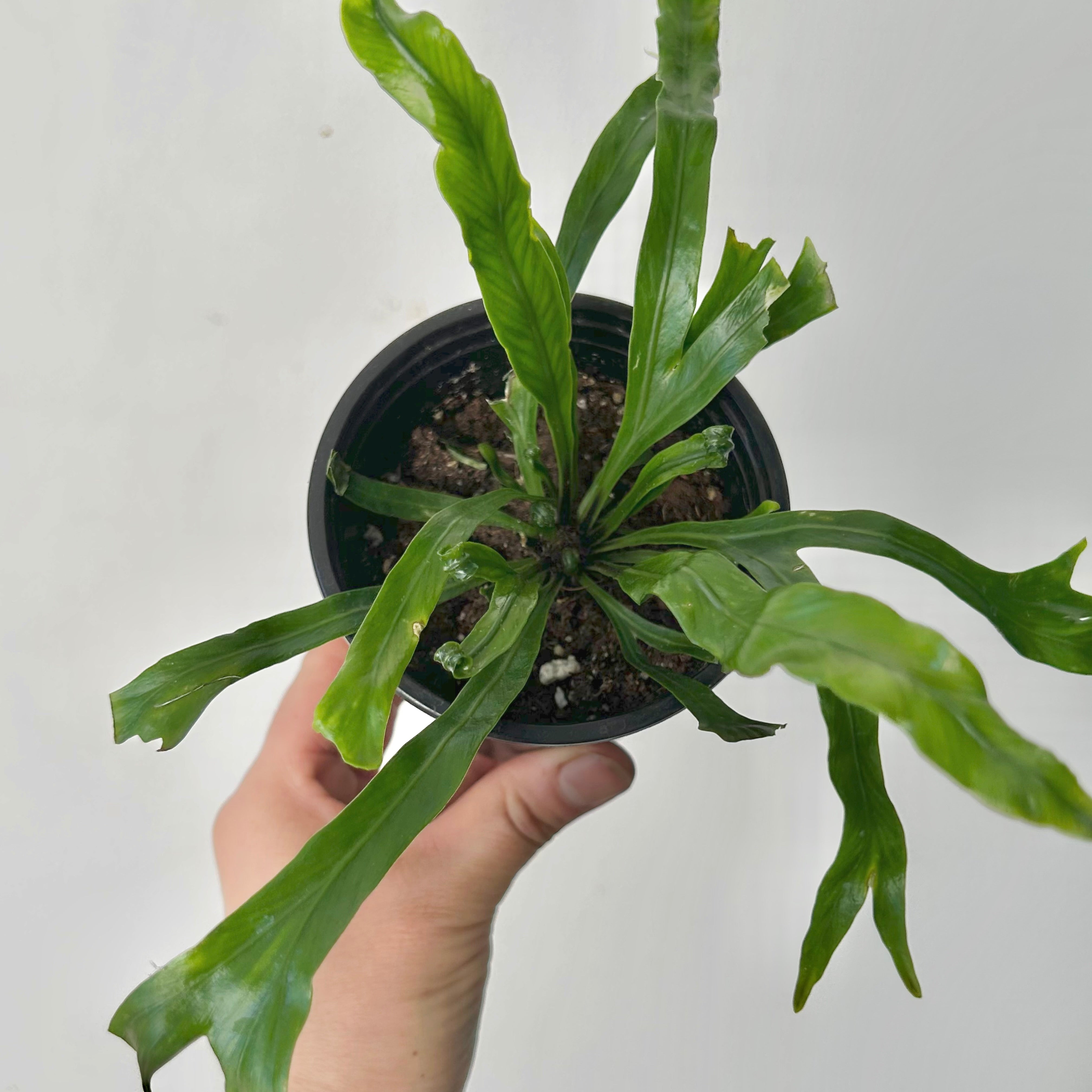 Birds Nest Fern (Asplenium) 3.5”pot