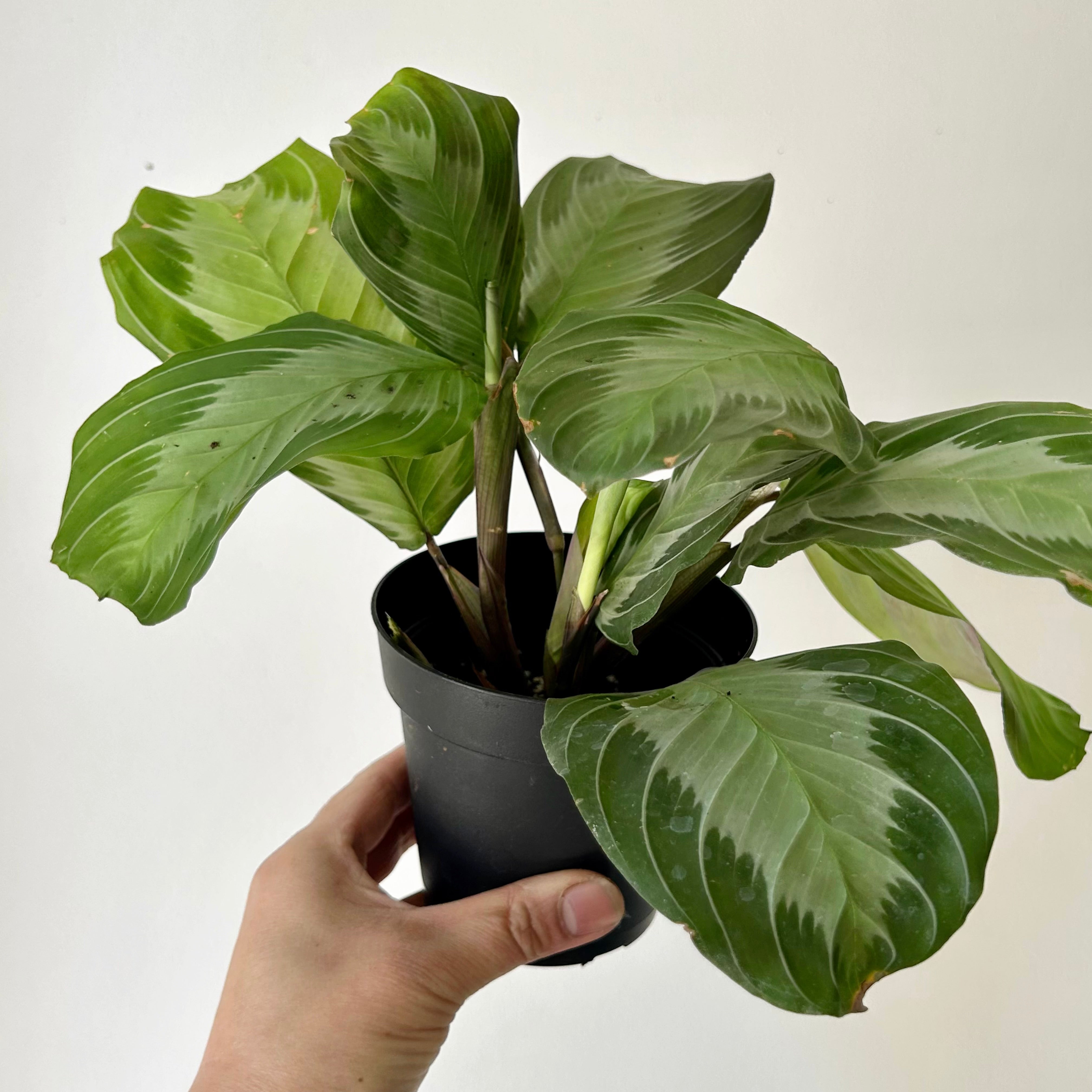 Maranta Leuconeura “Silver Band” 4”pot