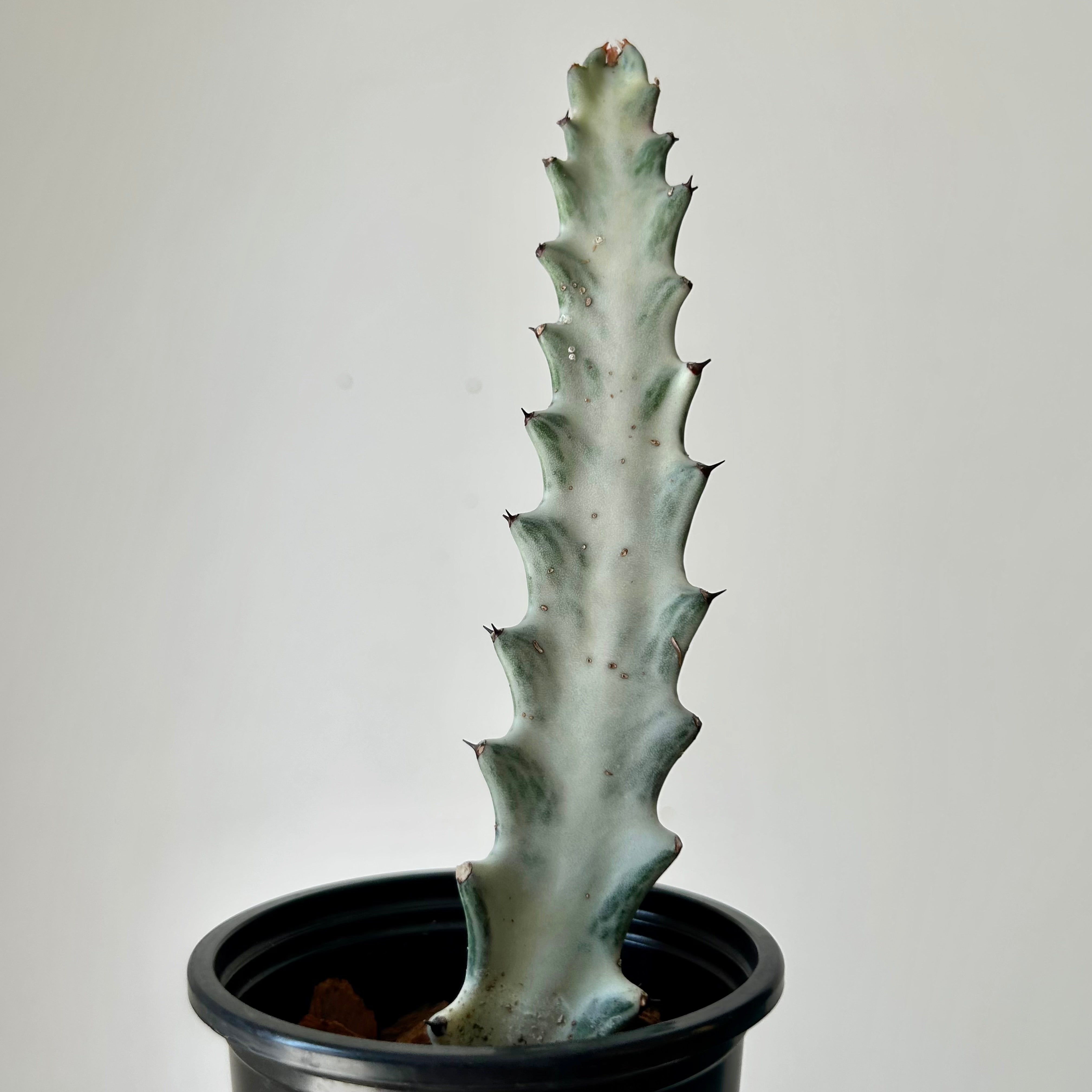 Euphorbia lactea 'White Ghost' 3.5”pot