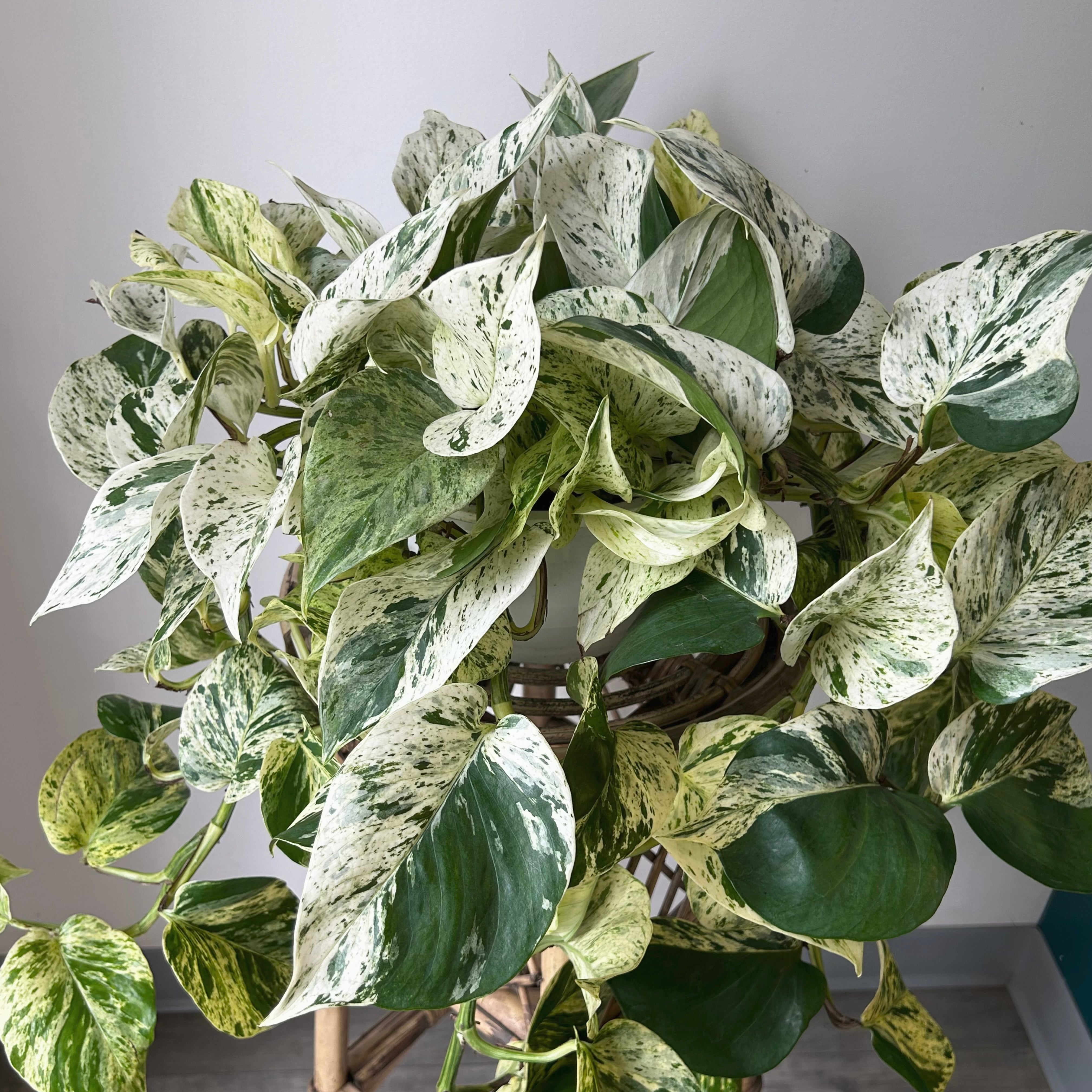 Pothos "Snow Queen" 8” hanging basket