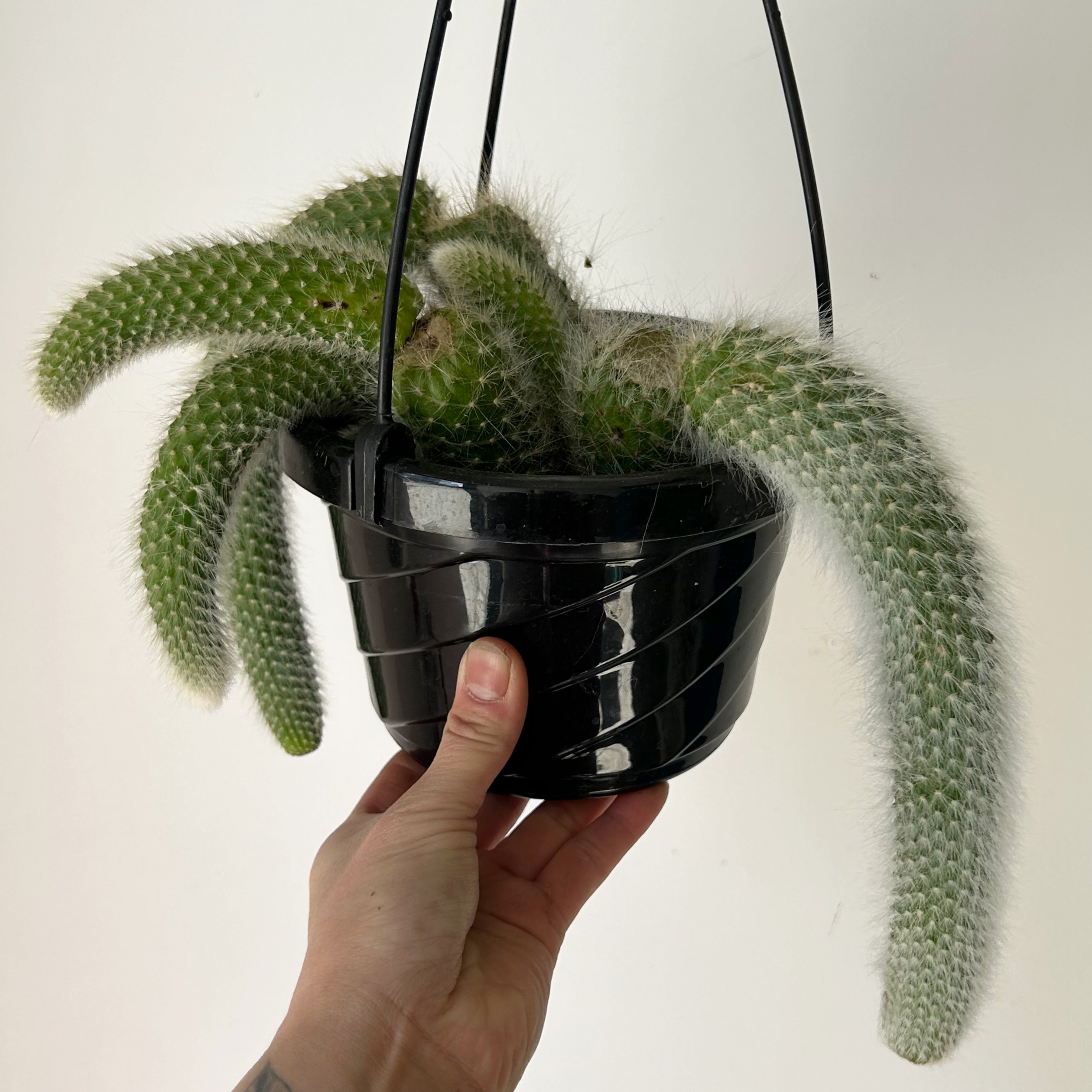 Monkey Tail Cactus (Cleistocactus colademononis) 6” hanging basket