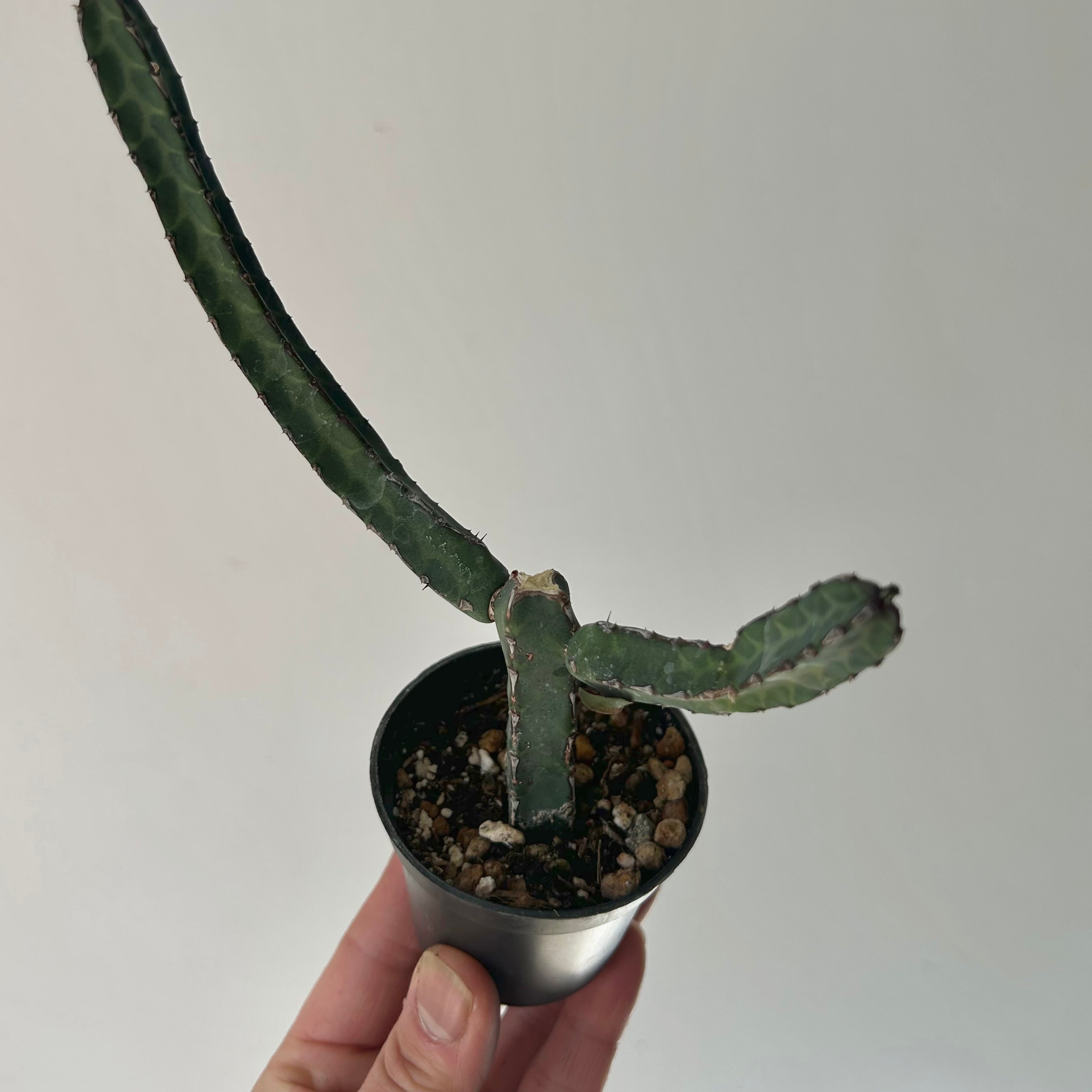 Euphorbia heterochroma 2.5” pot