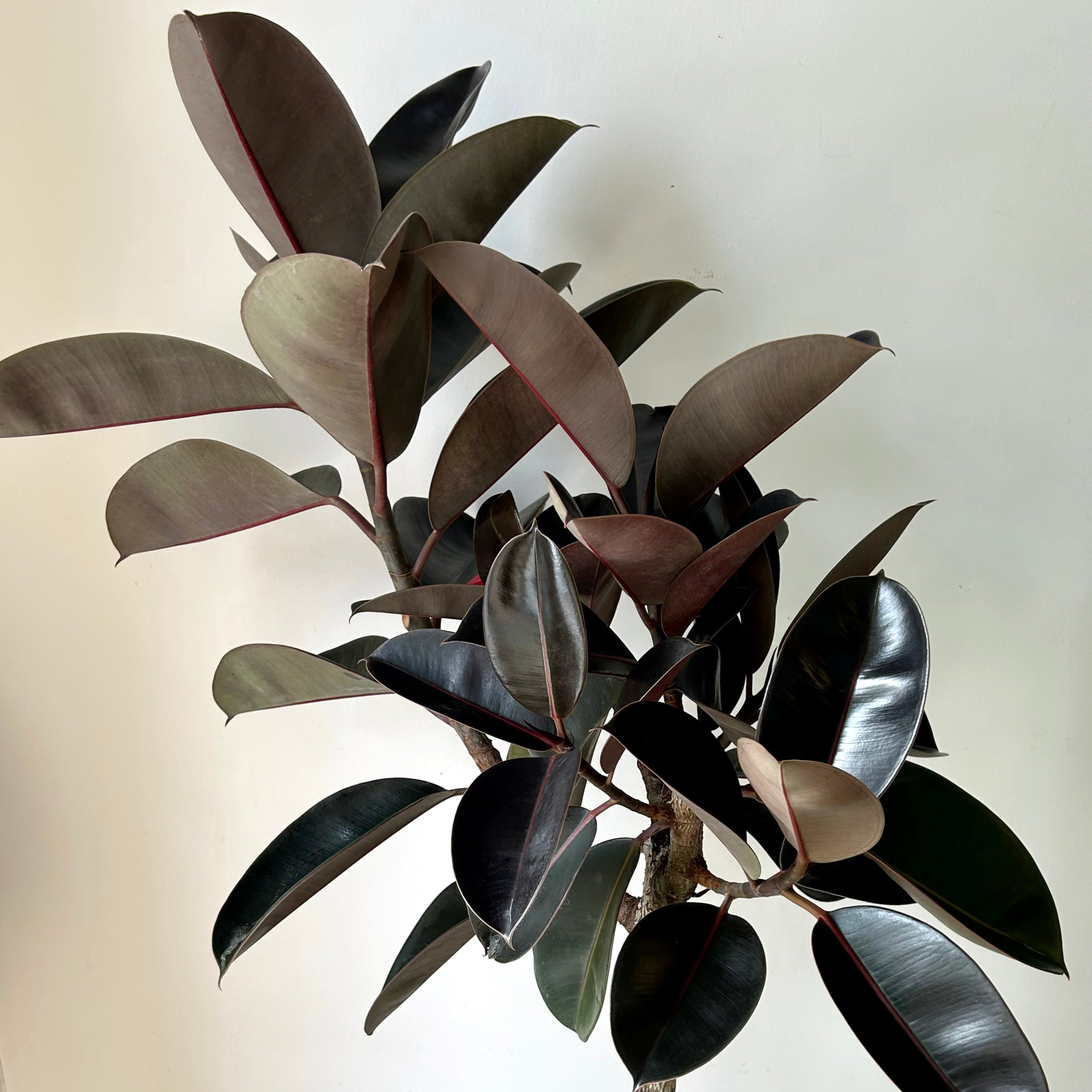 Burgundy Rubber Fig Tree (Ficus Elastica) 5ft tall in 12”pot