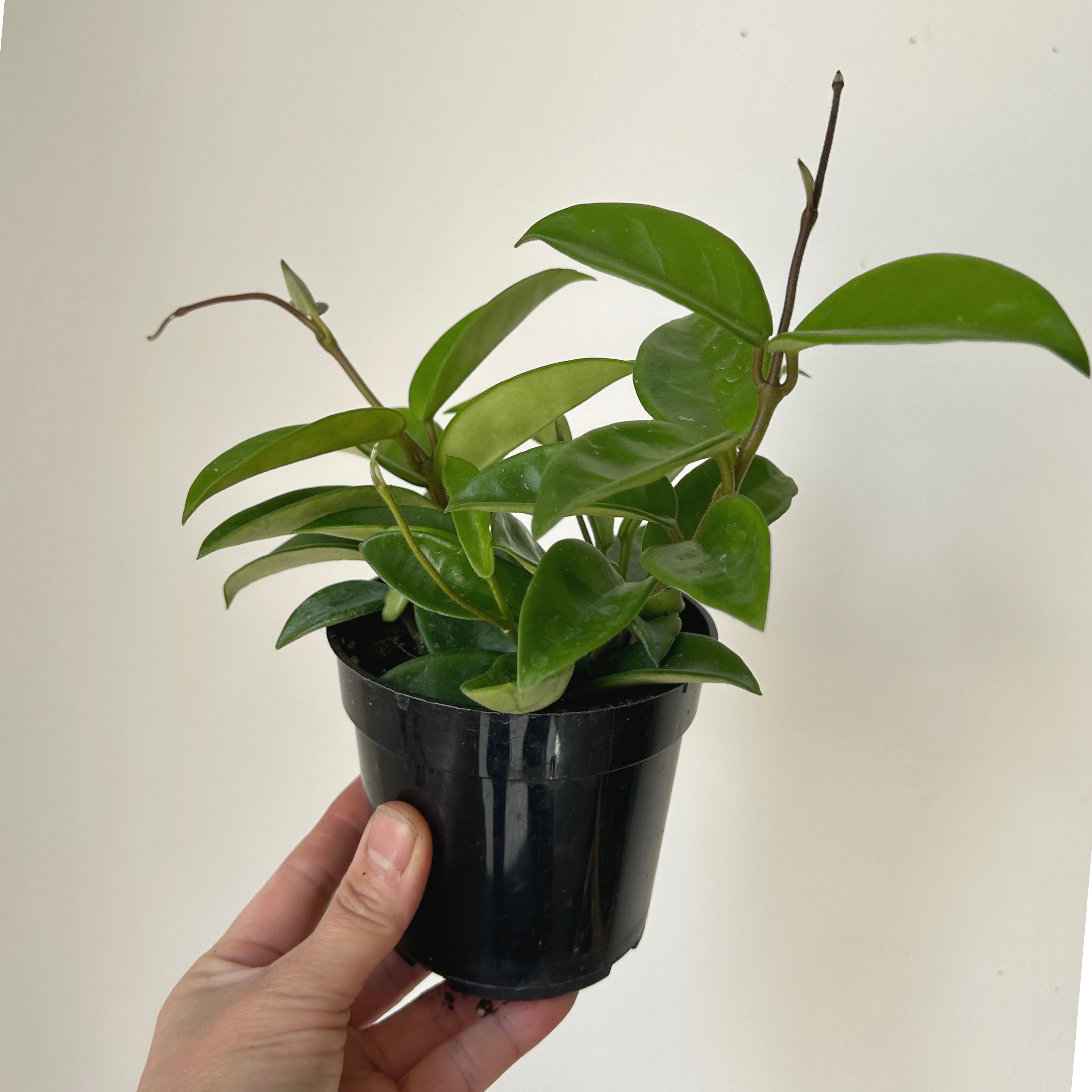 Hoya Carnosa Green 4” pot