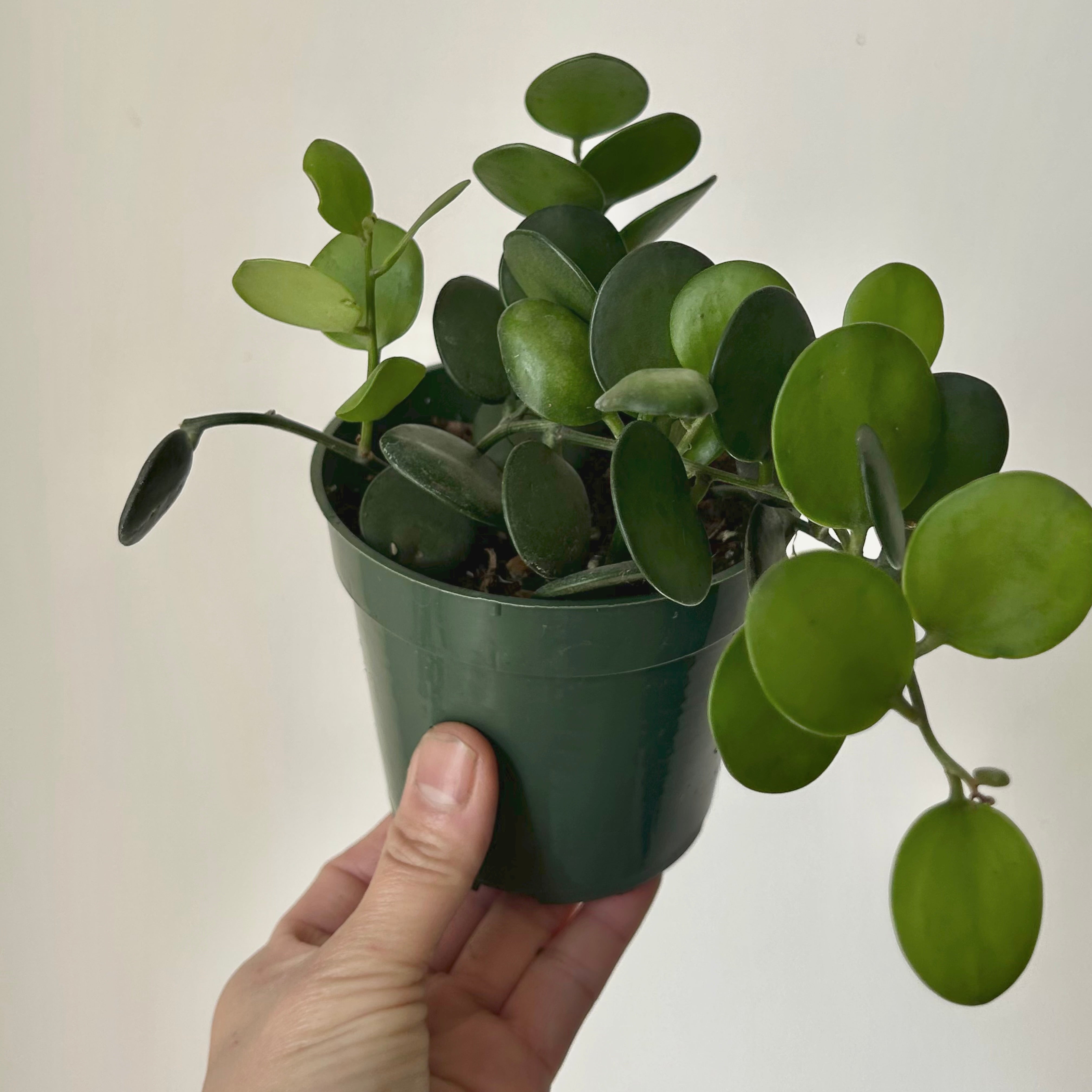 Silver Dollar Vine (Xerosicyos Danguyi ), 4”pot