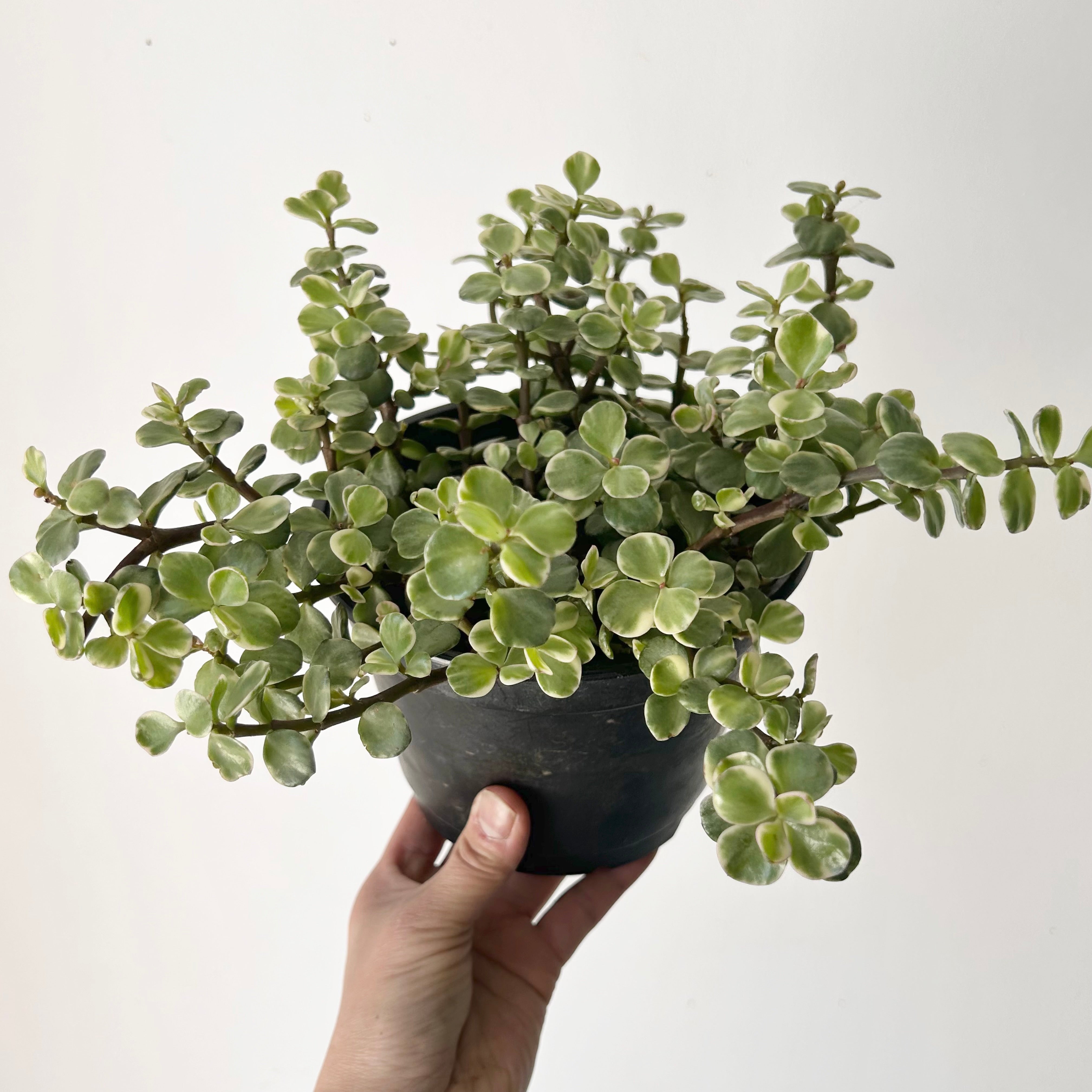 Variegated Elephant Bush Succulent (Portulacaria afra) 6”pot