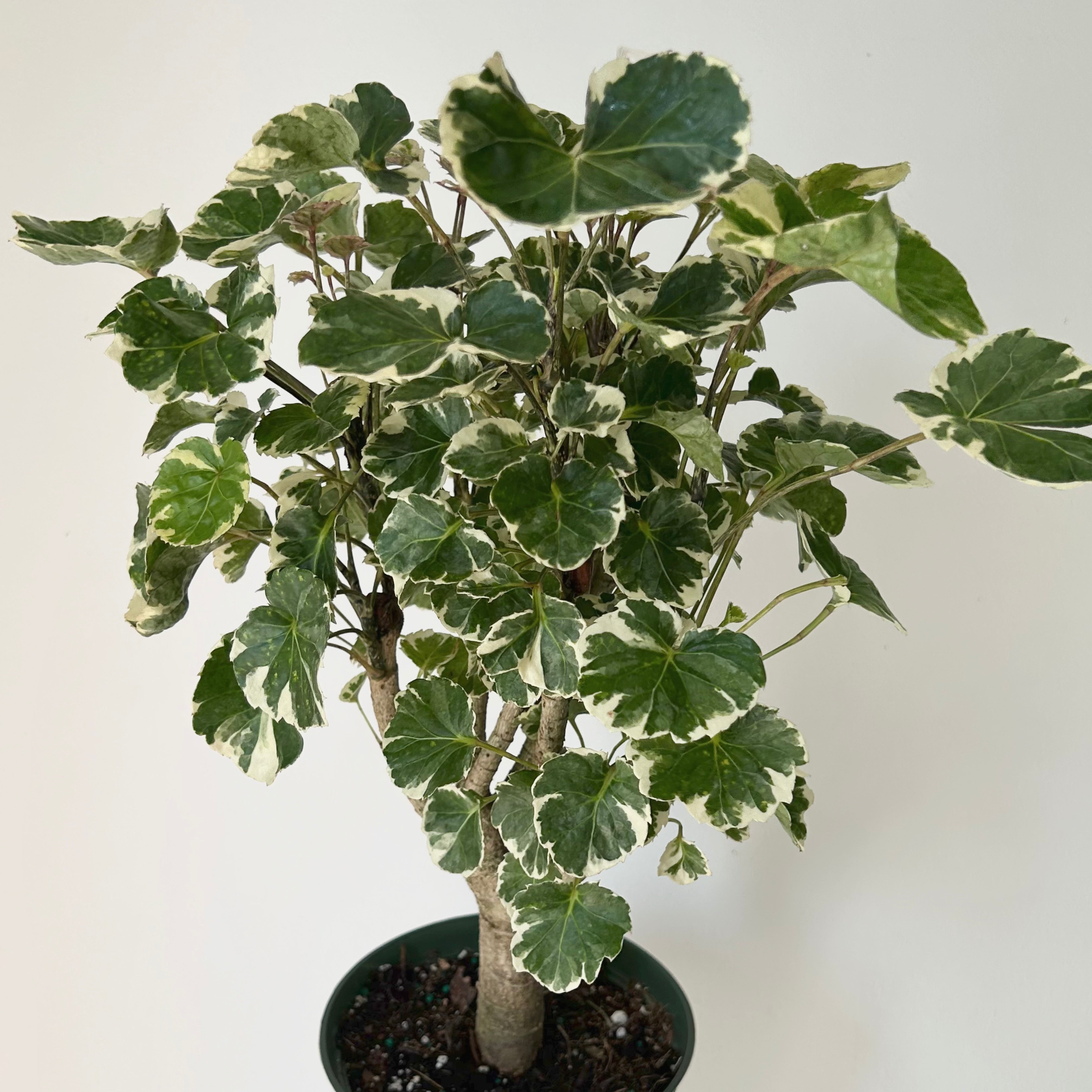 Variegated Aralia Balfouriana (Polyscias Balfour) approximately 20 inches tall in 6” pot