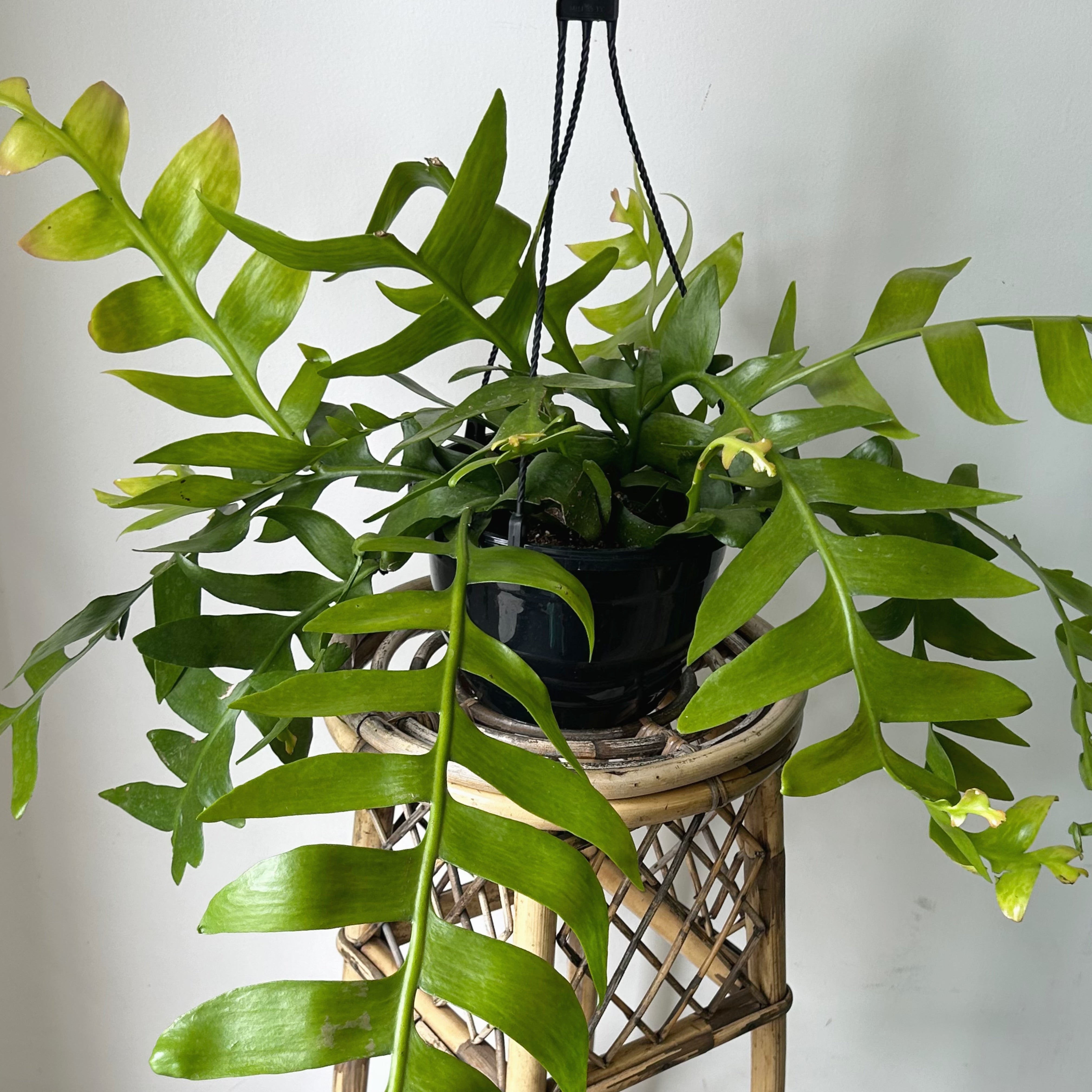 Fernleaf Orchid Cactus (selenicereus chrysocardium ) 10”hanging basket