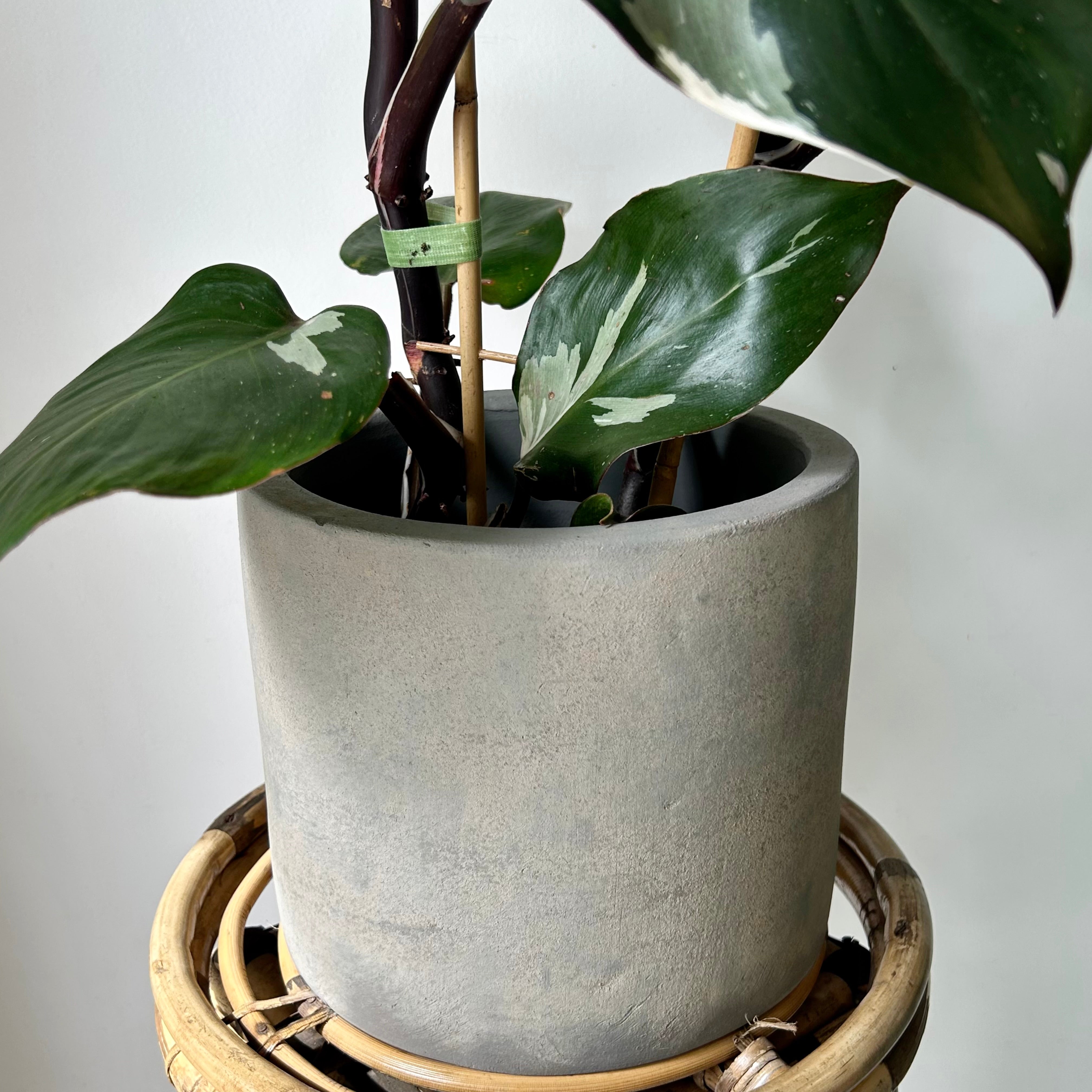 ASHER GREY Modern Concrete Planter
