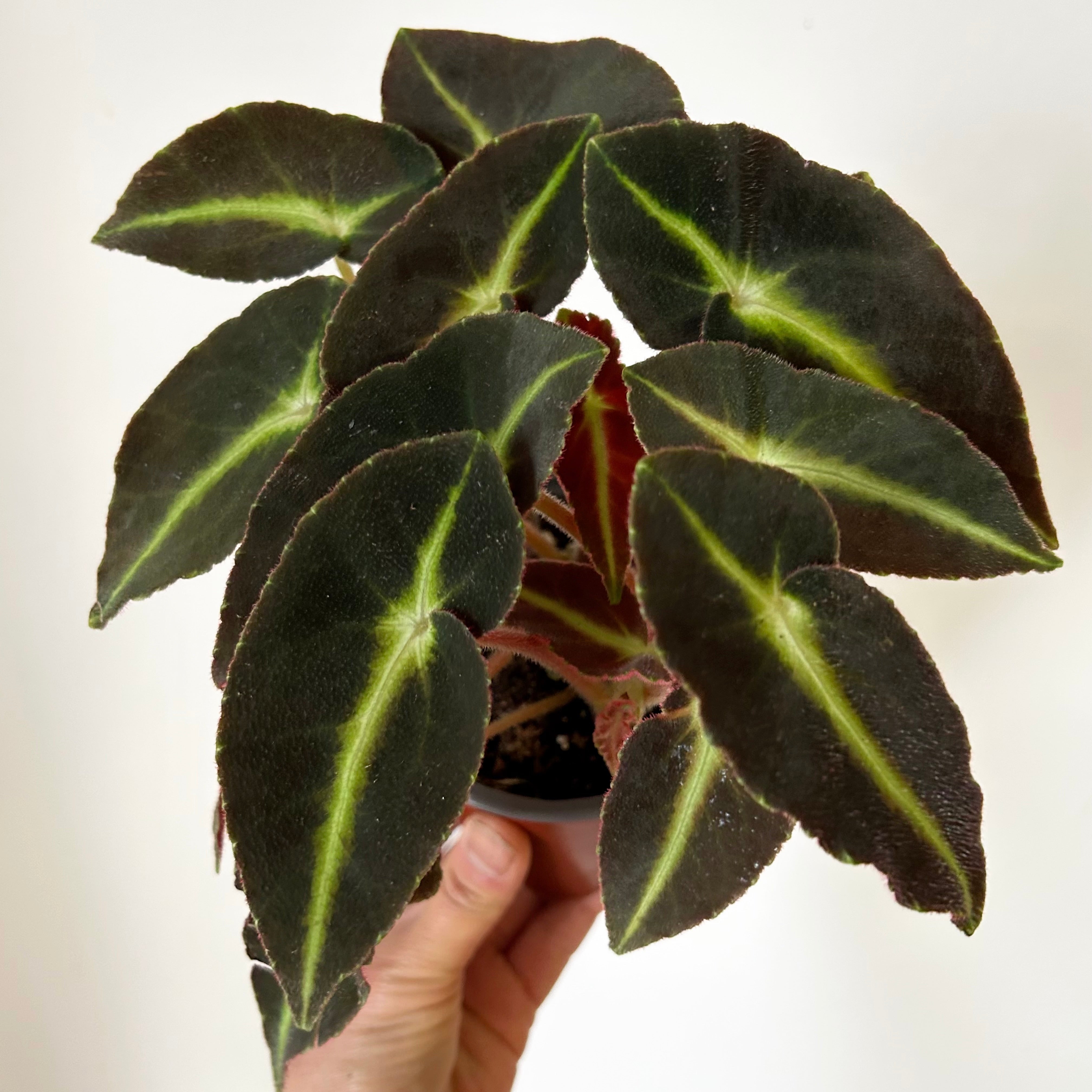 Begonia listada 4” pot