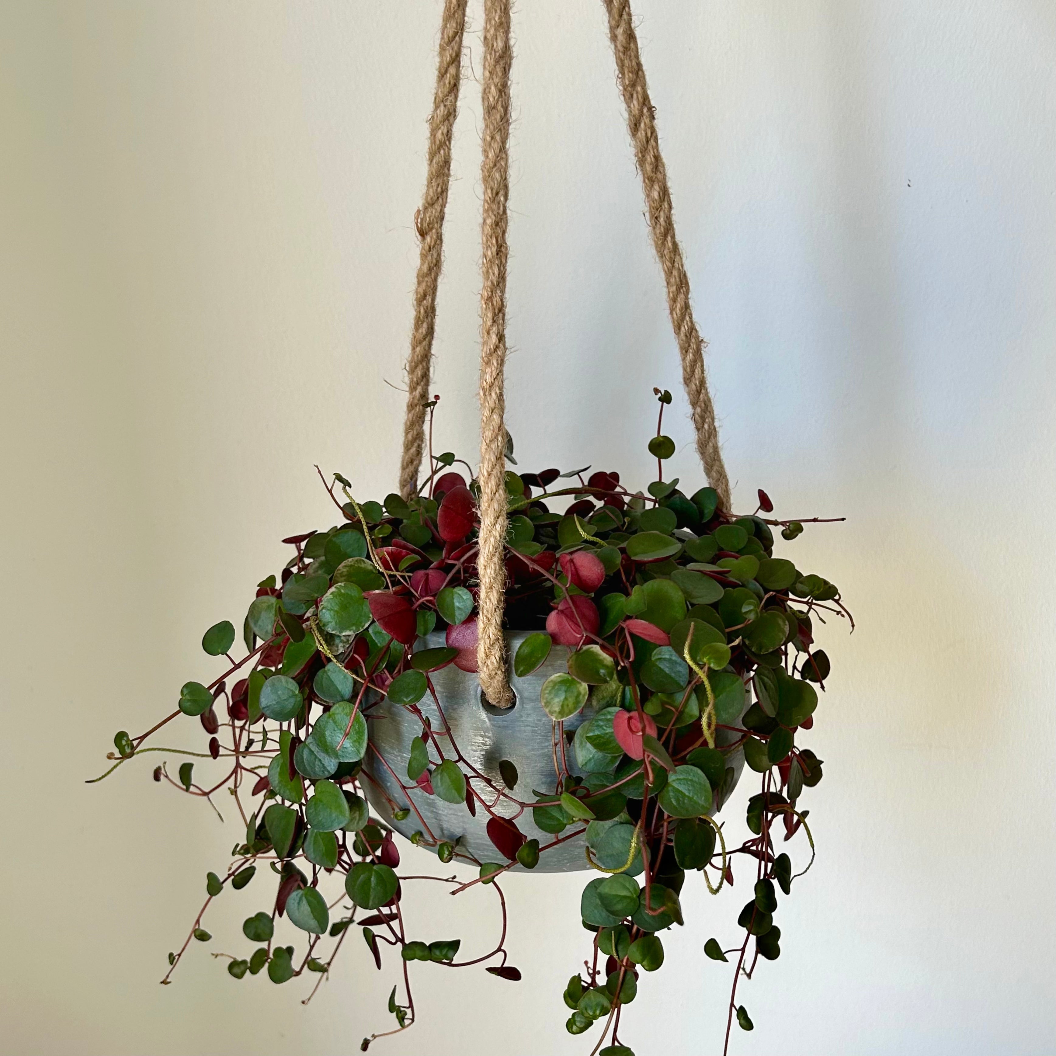 Peperomia “Ruby Cascade” 4.5”hanging basket