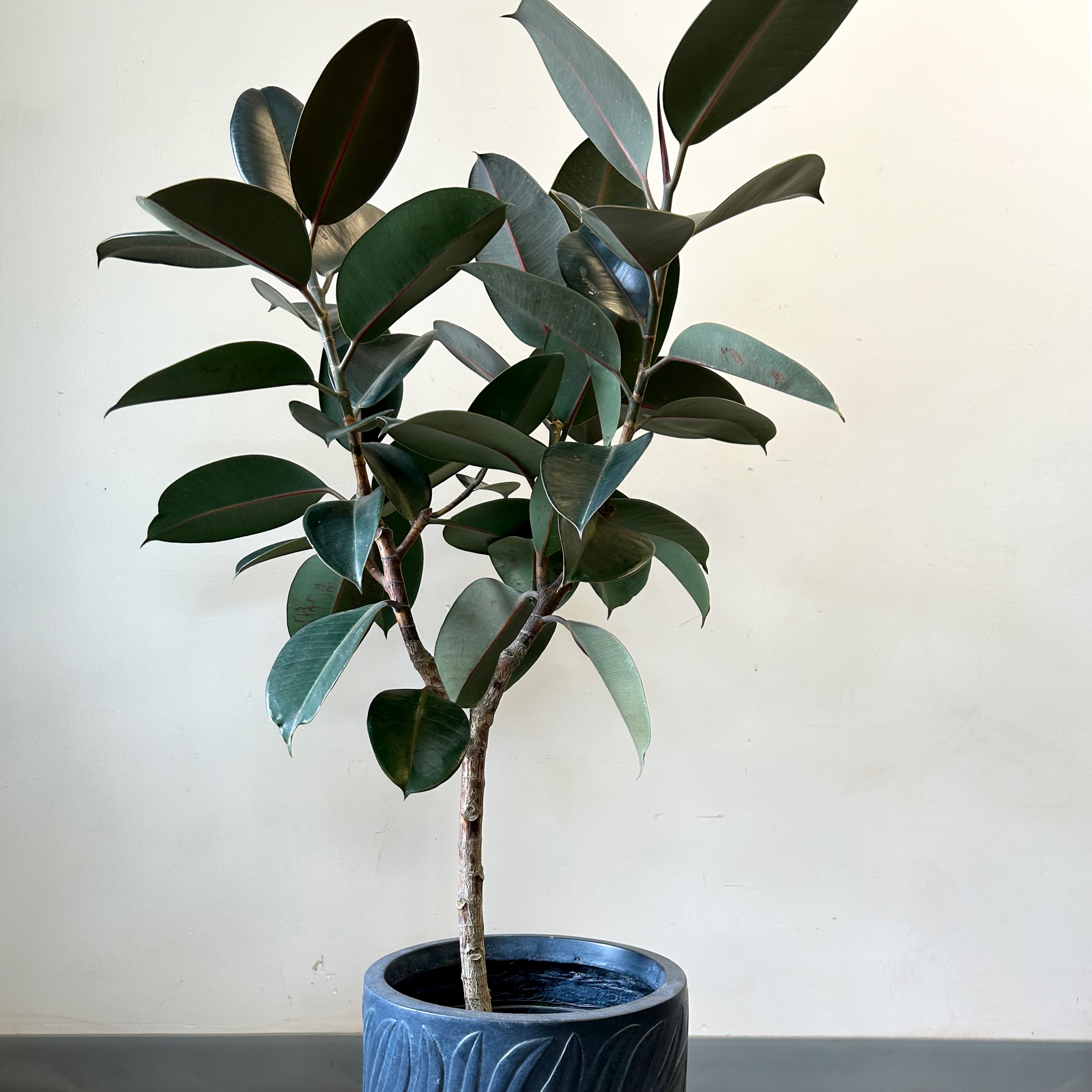 Burgundy Rubber Fig Tree (Ficus Elastica) 5ft tall in 12”pot