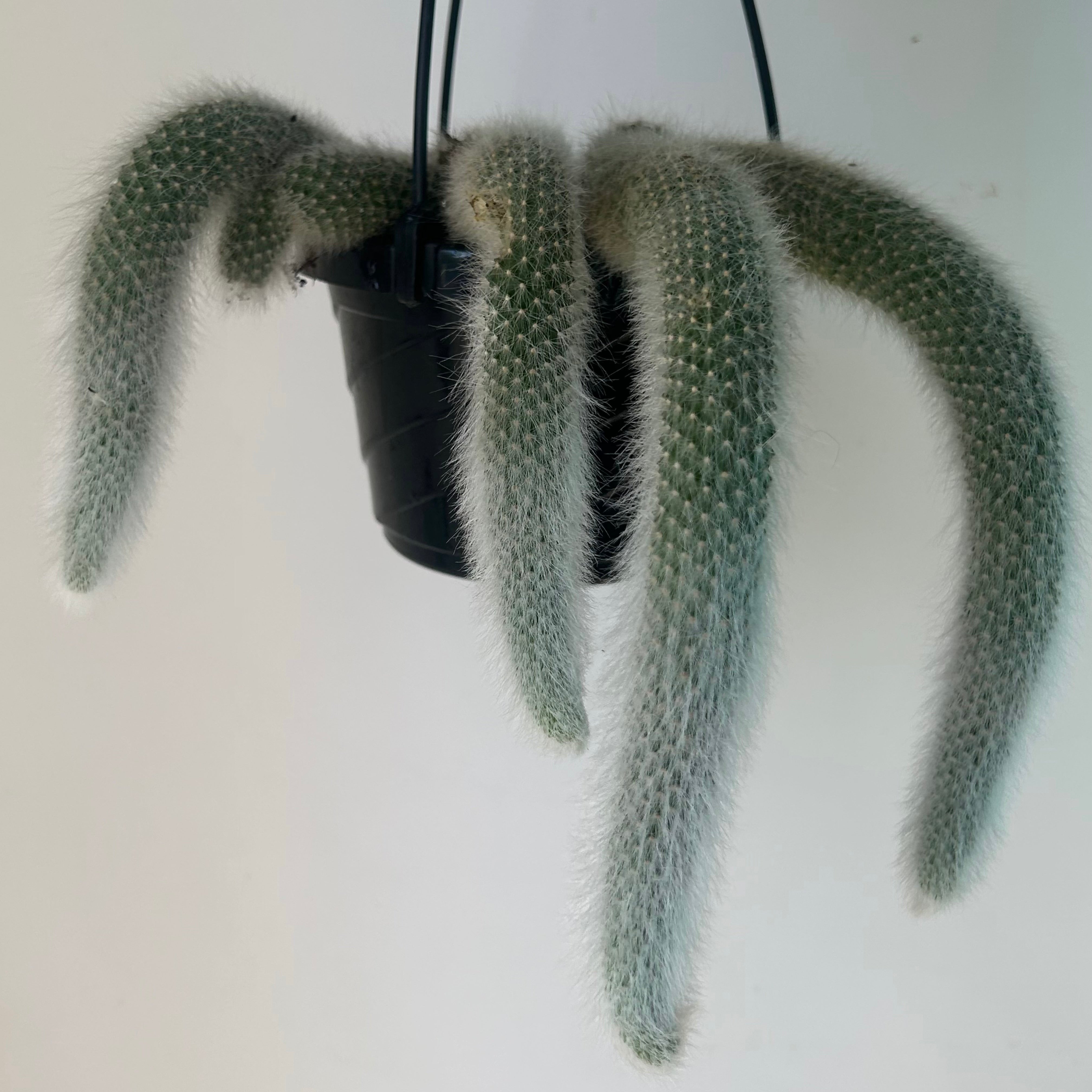Monkey Tail Cactus (Cleistocactus colademononis) 6” hanging basket