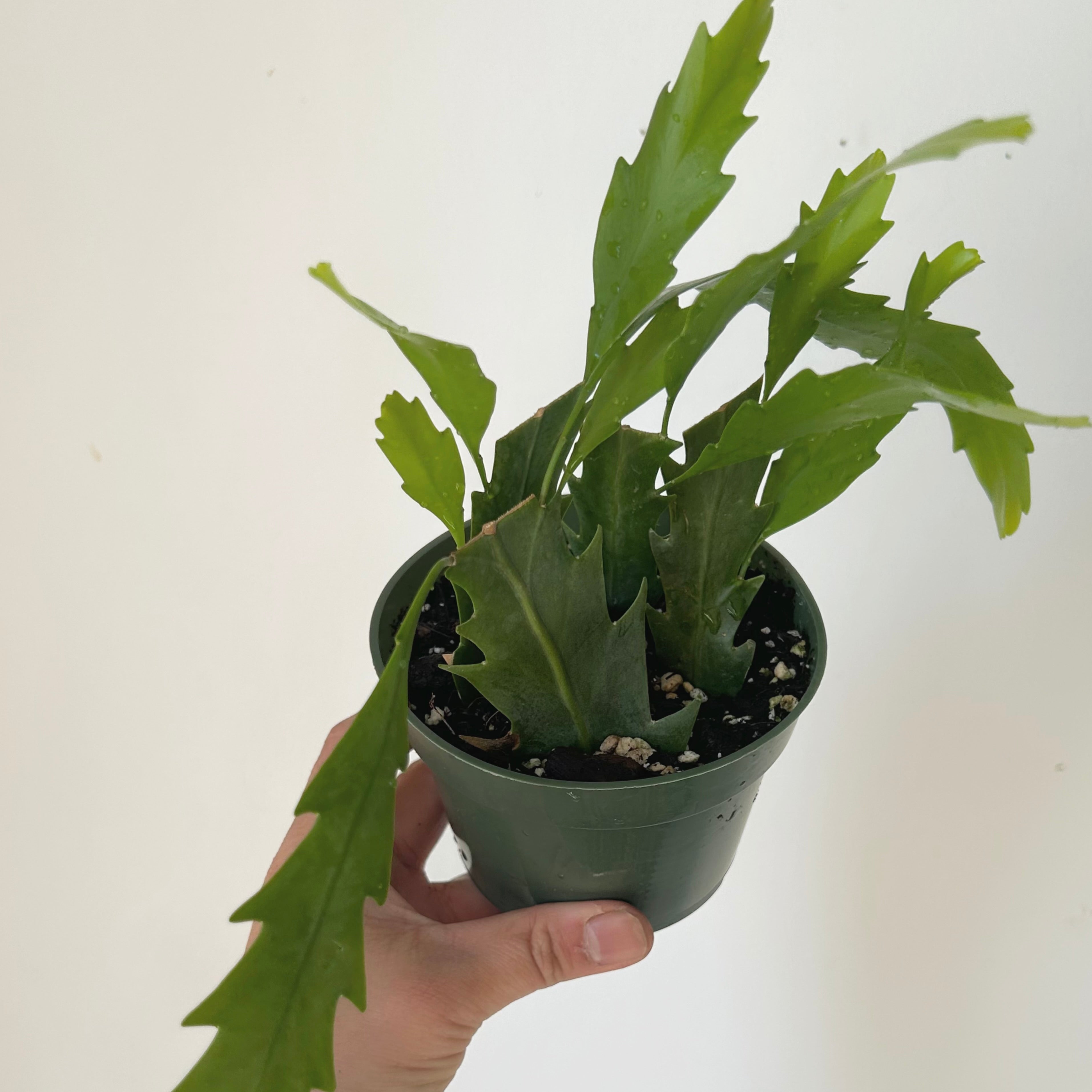 Snowdrop Cactus (Lepismium houlletianum) 4” pot