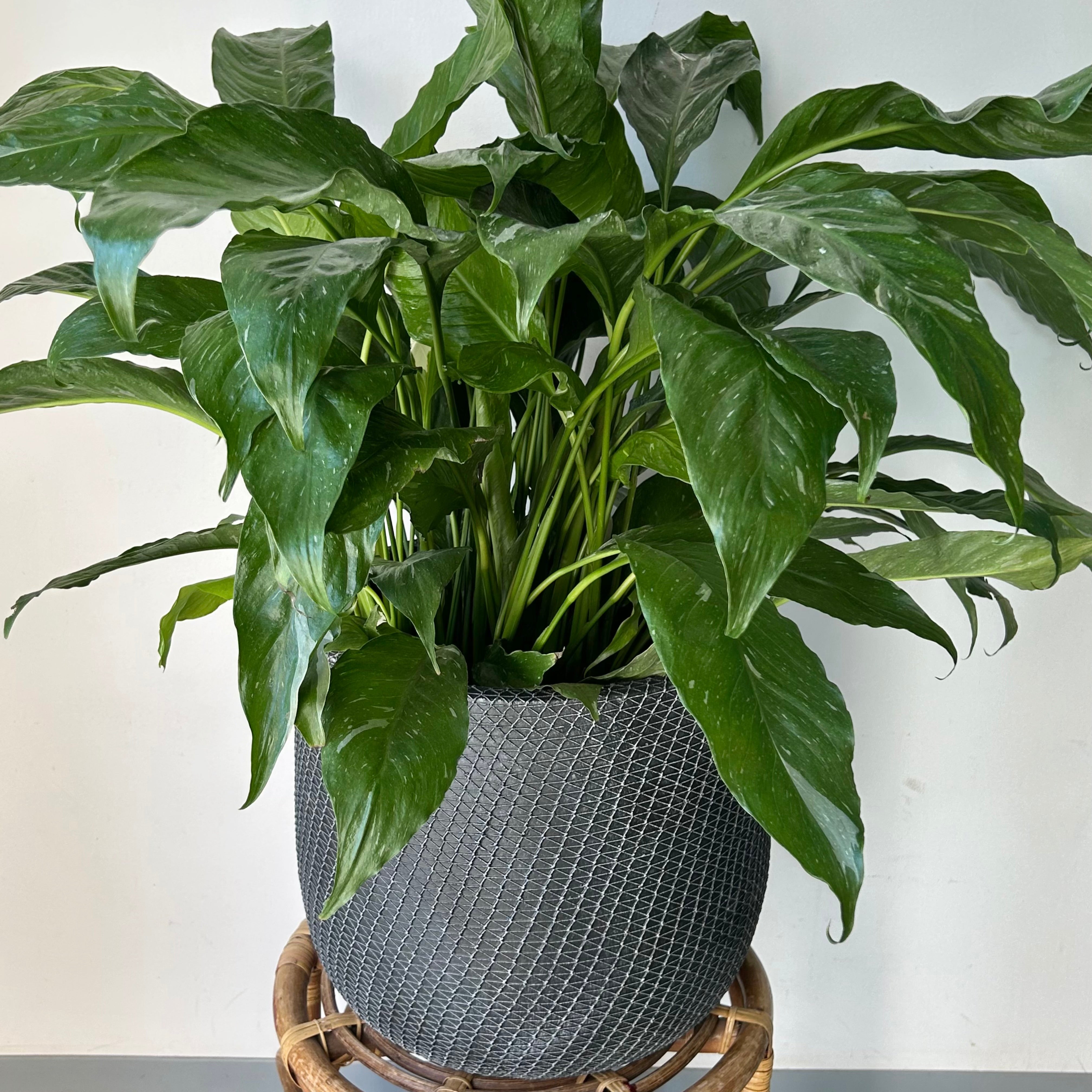 COMET Decorative Cement Pot (12”x12”)