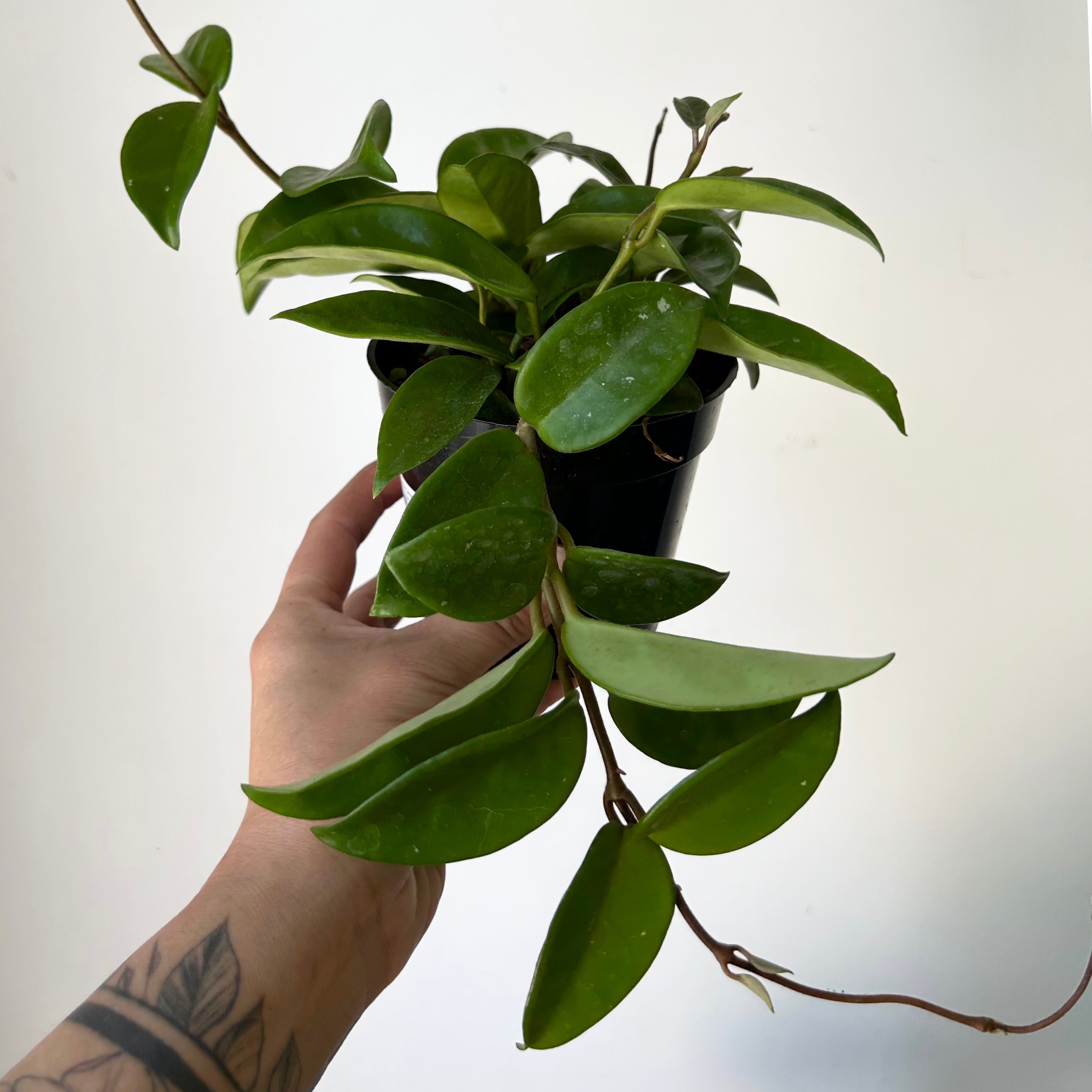 Hoya Carnosa Green 4” pot