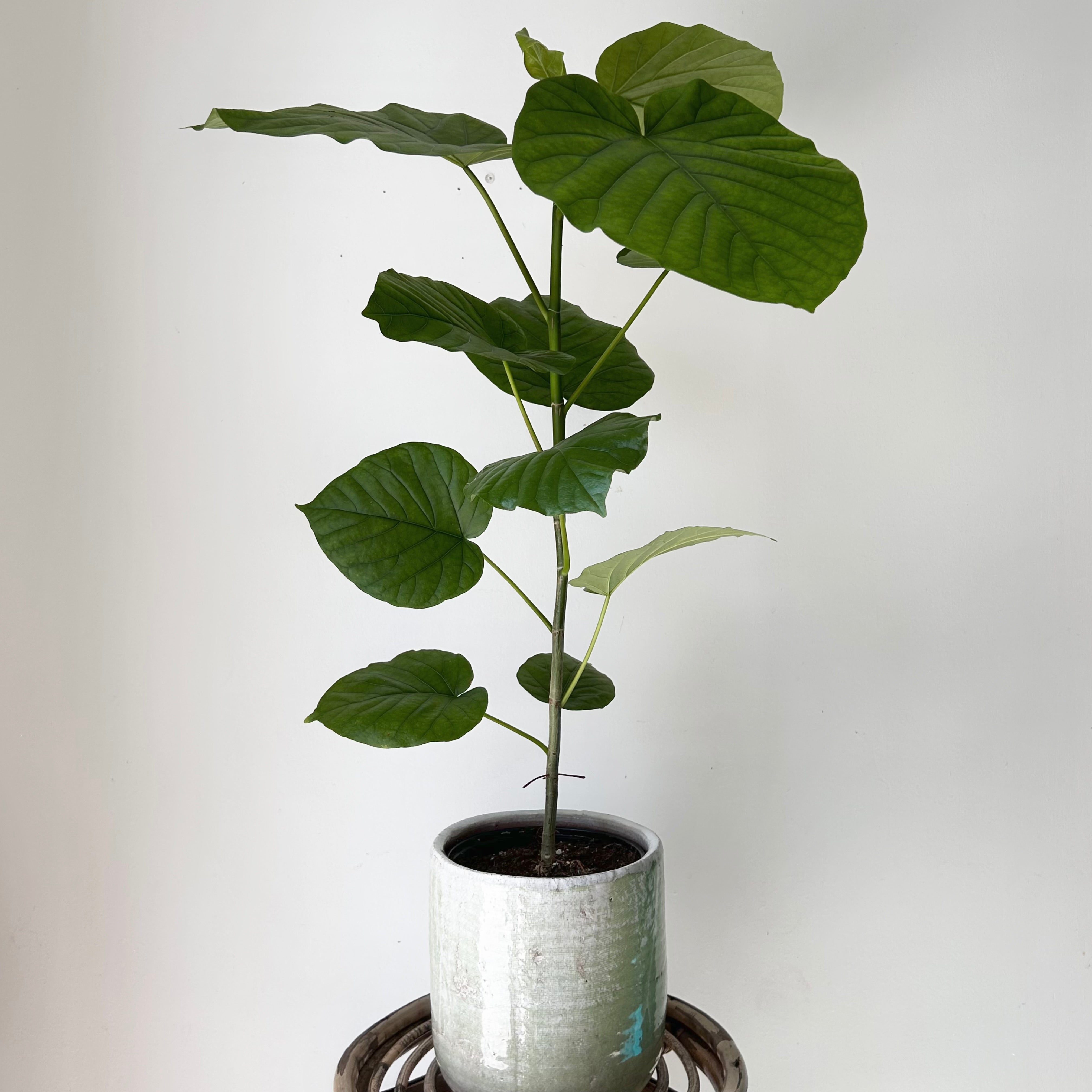 Ficus Umbellata approximately 2.5 ft tall in 6”pot