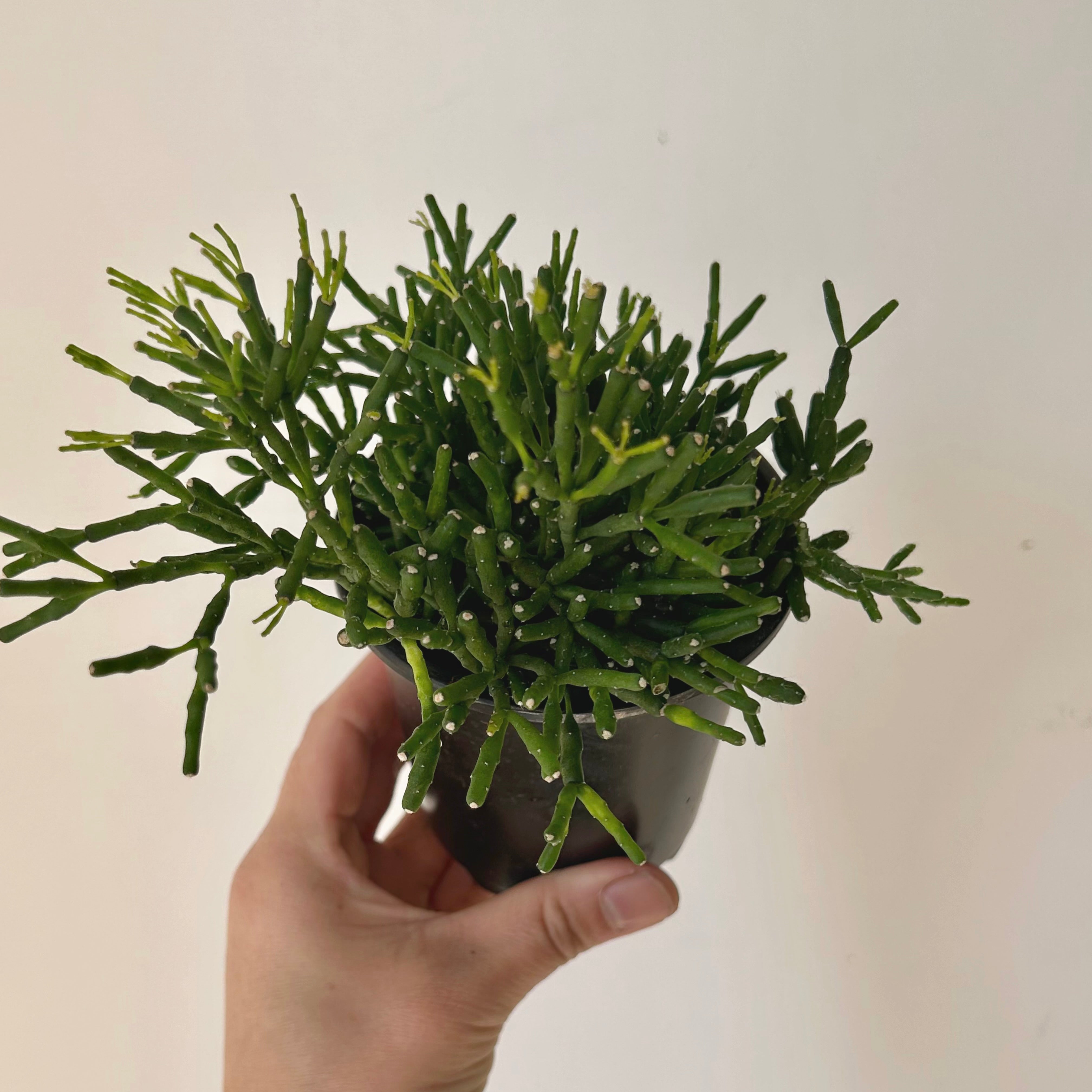 Bottle Cactus (Hatiora salicornioides ) 4”Pot