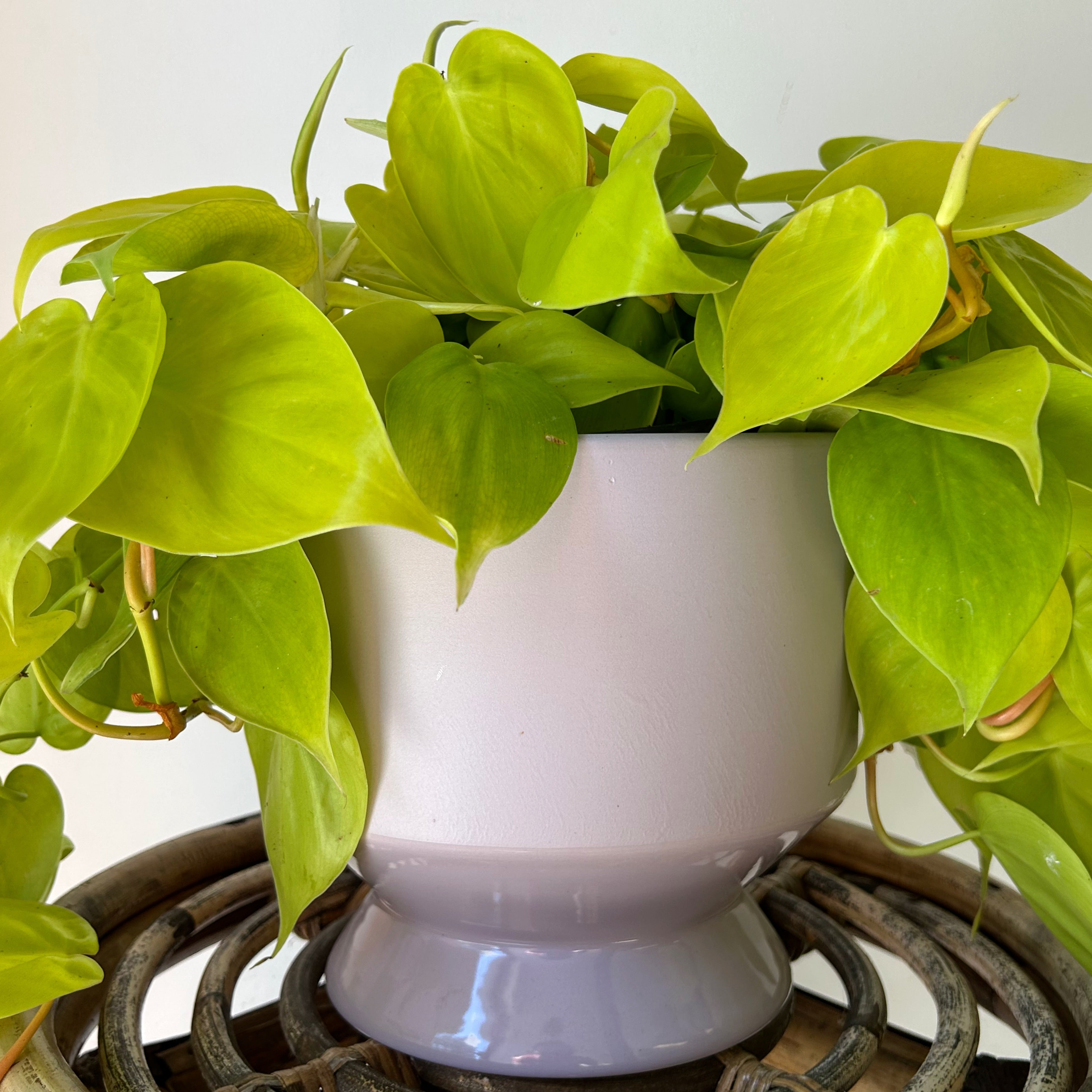 PASADENA PASTEL Decorative Pot (6”x6”) available in 3 colours