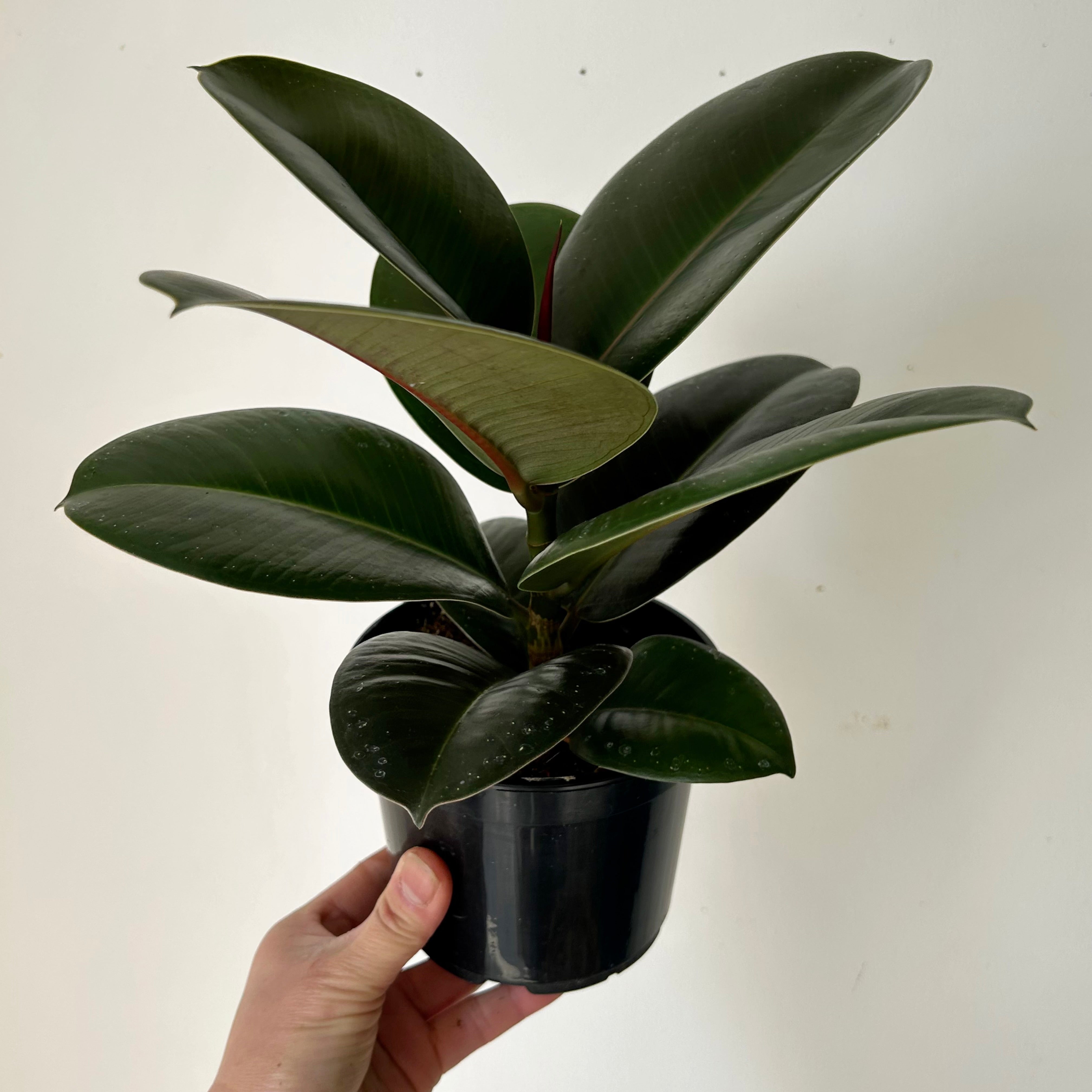 Ficus elastica “Sophia” 5” pot