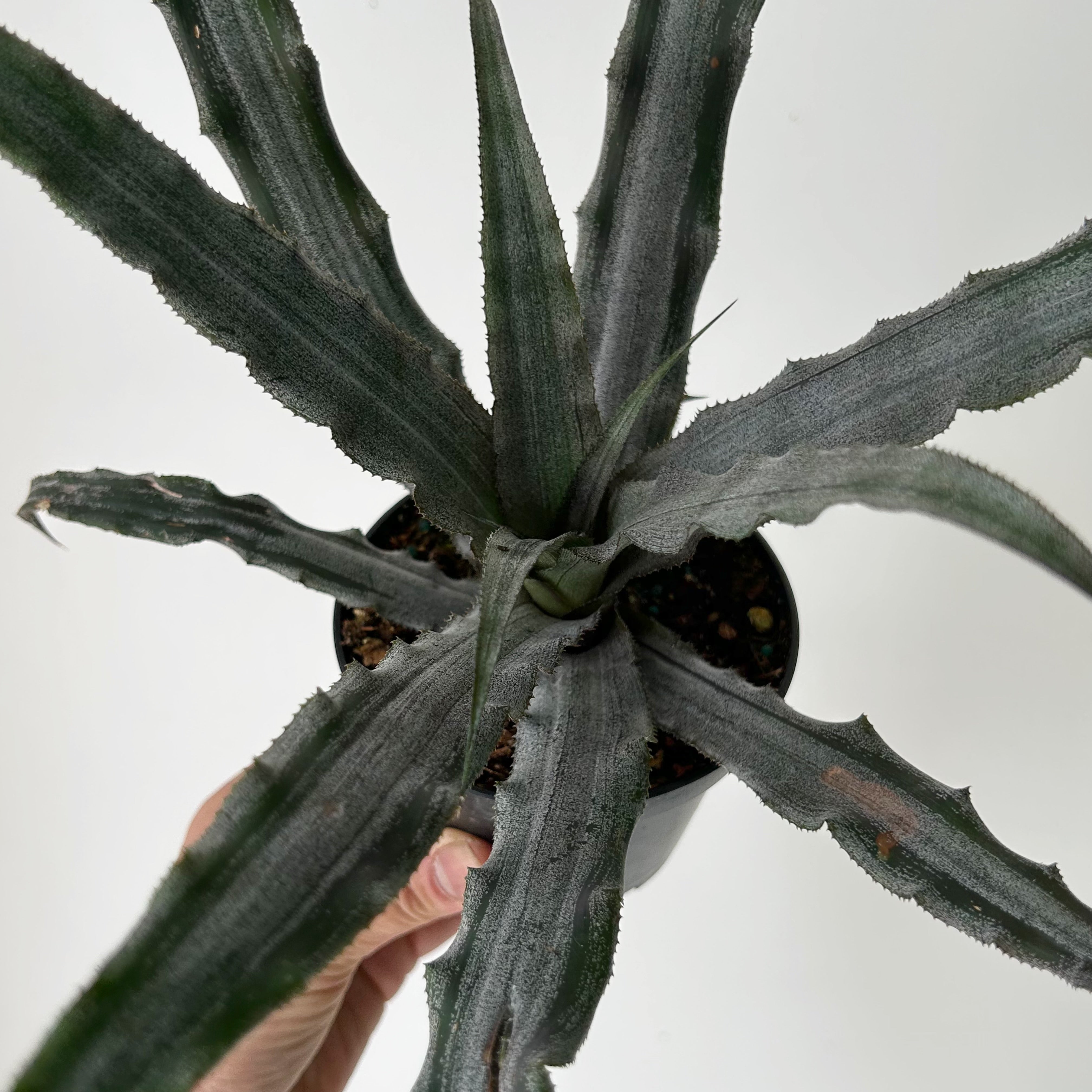 Earth Star Cryptanthus 4” pot