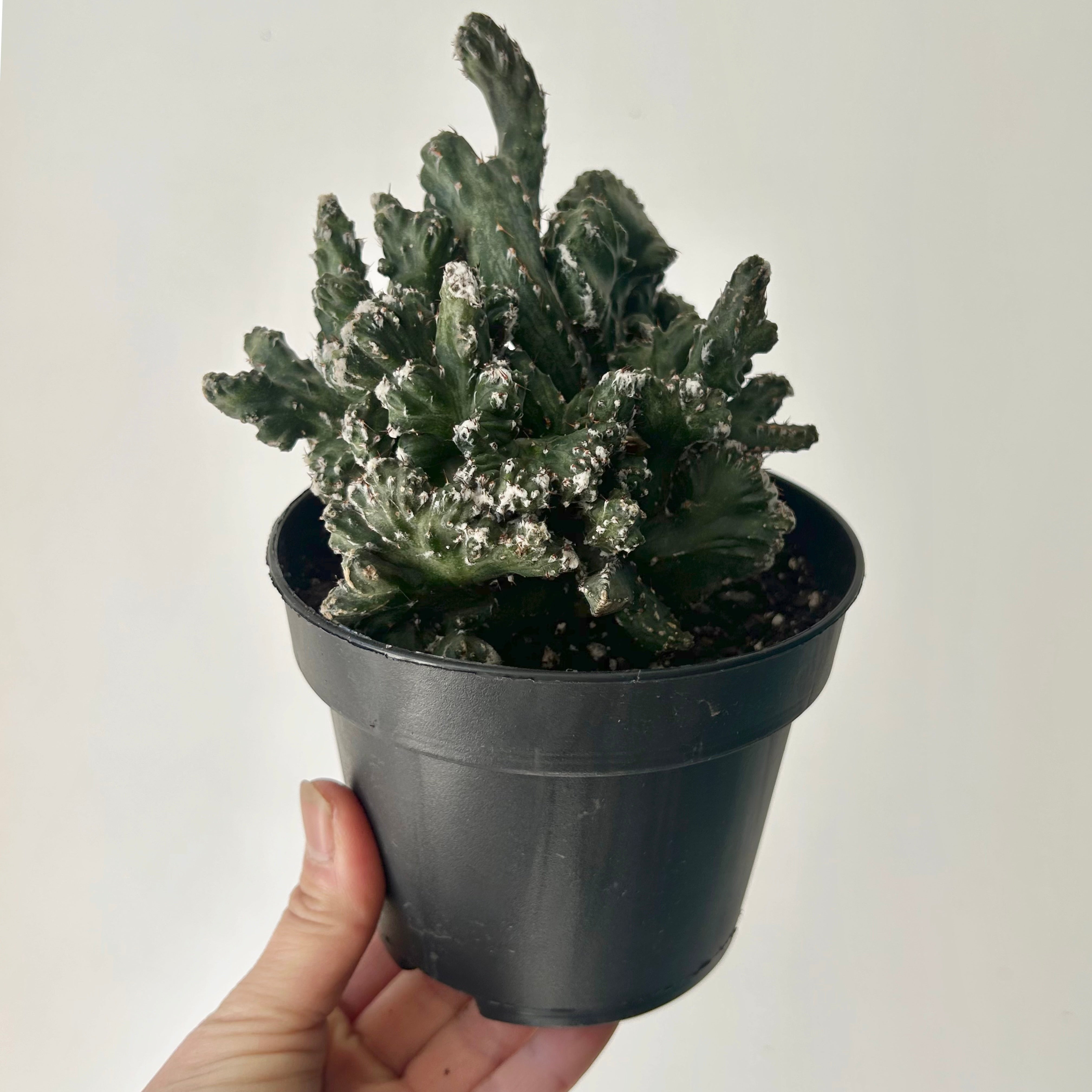 Crested Cereus spegazzinii 5”pot