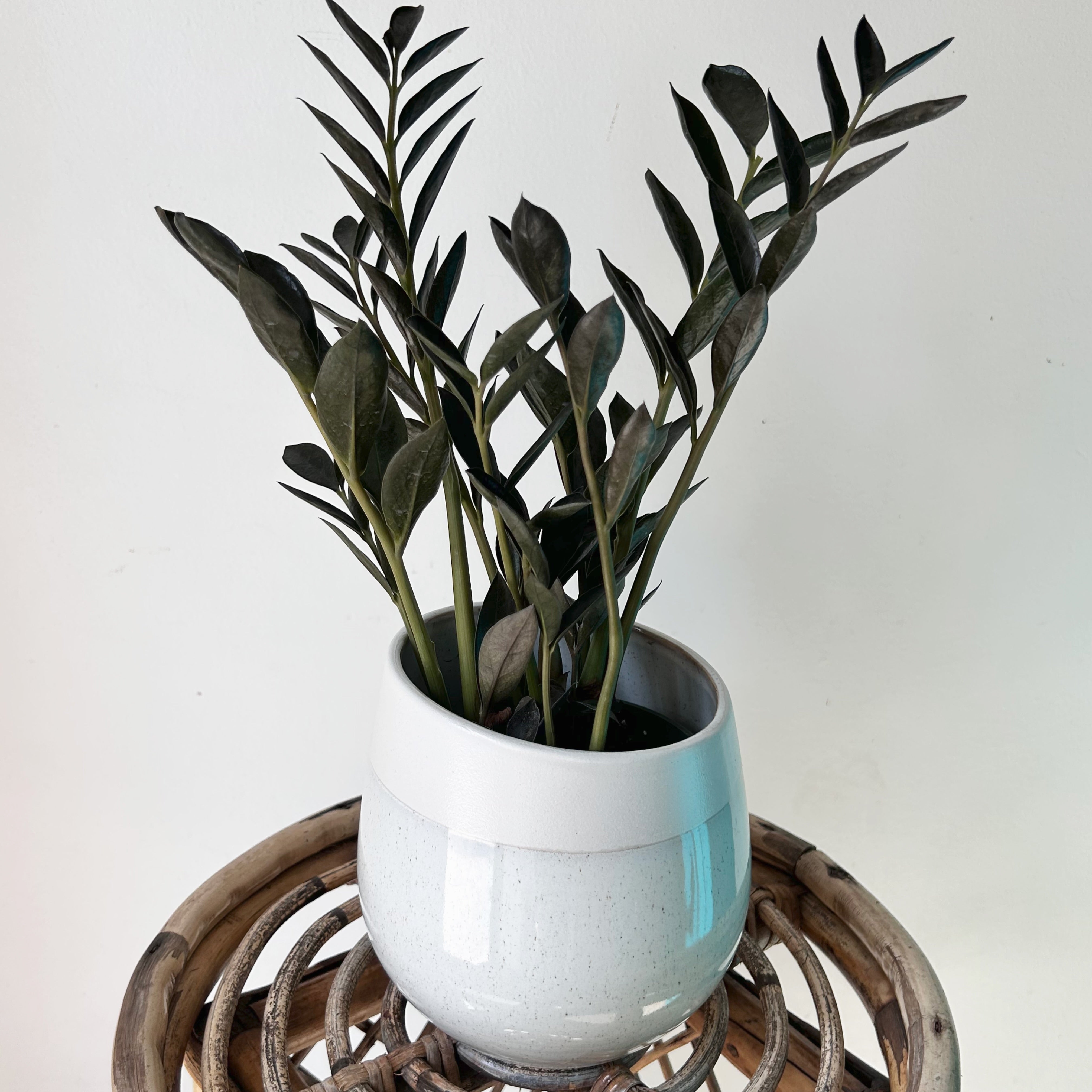 CHARIS Asymmetrical Decorative Pot (4.75”x5.5”)