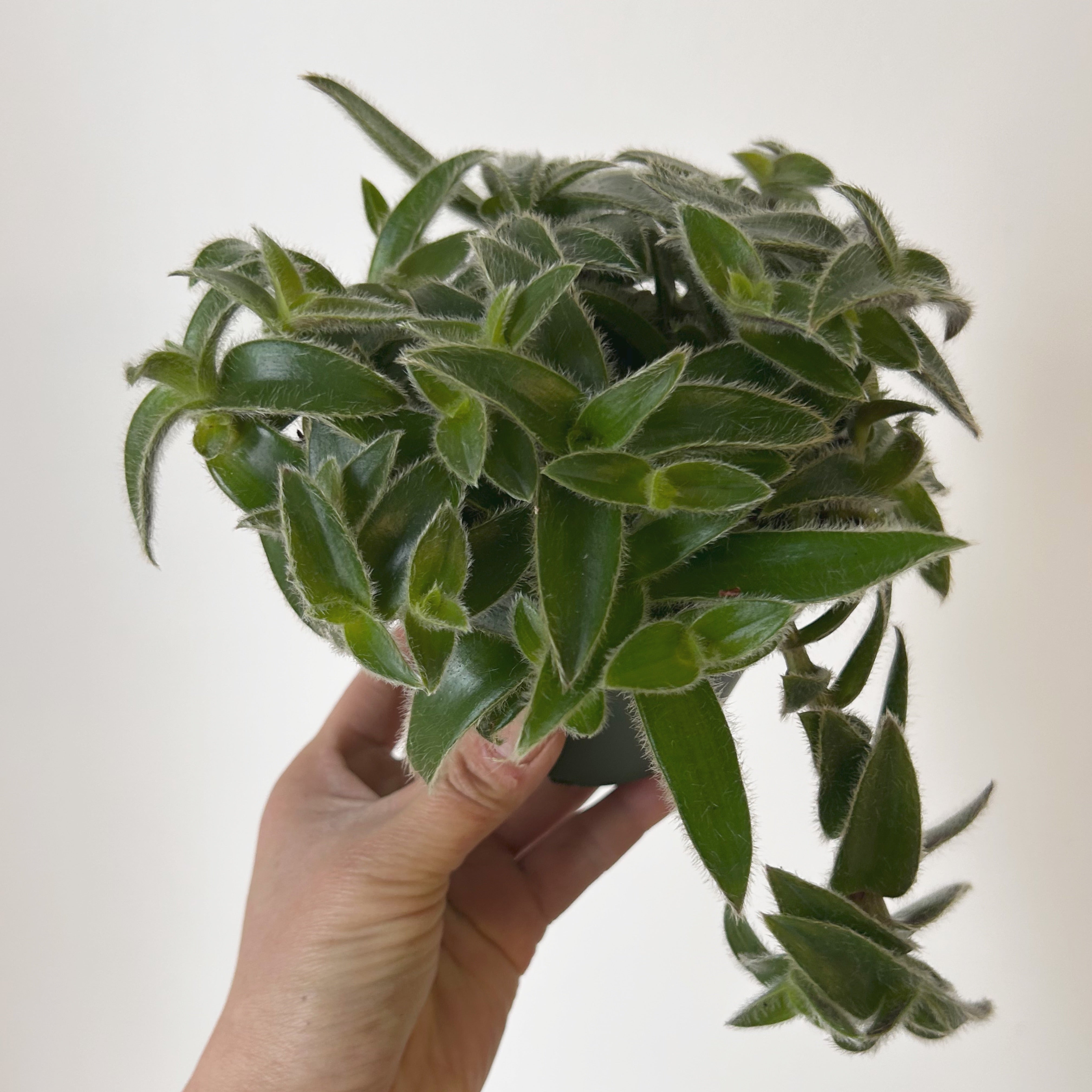 Cyanotis somaliensis 4” pot