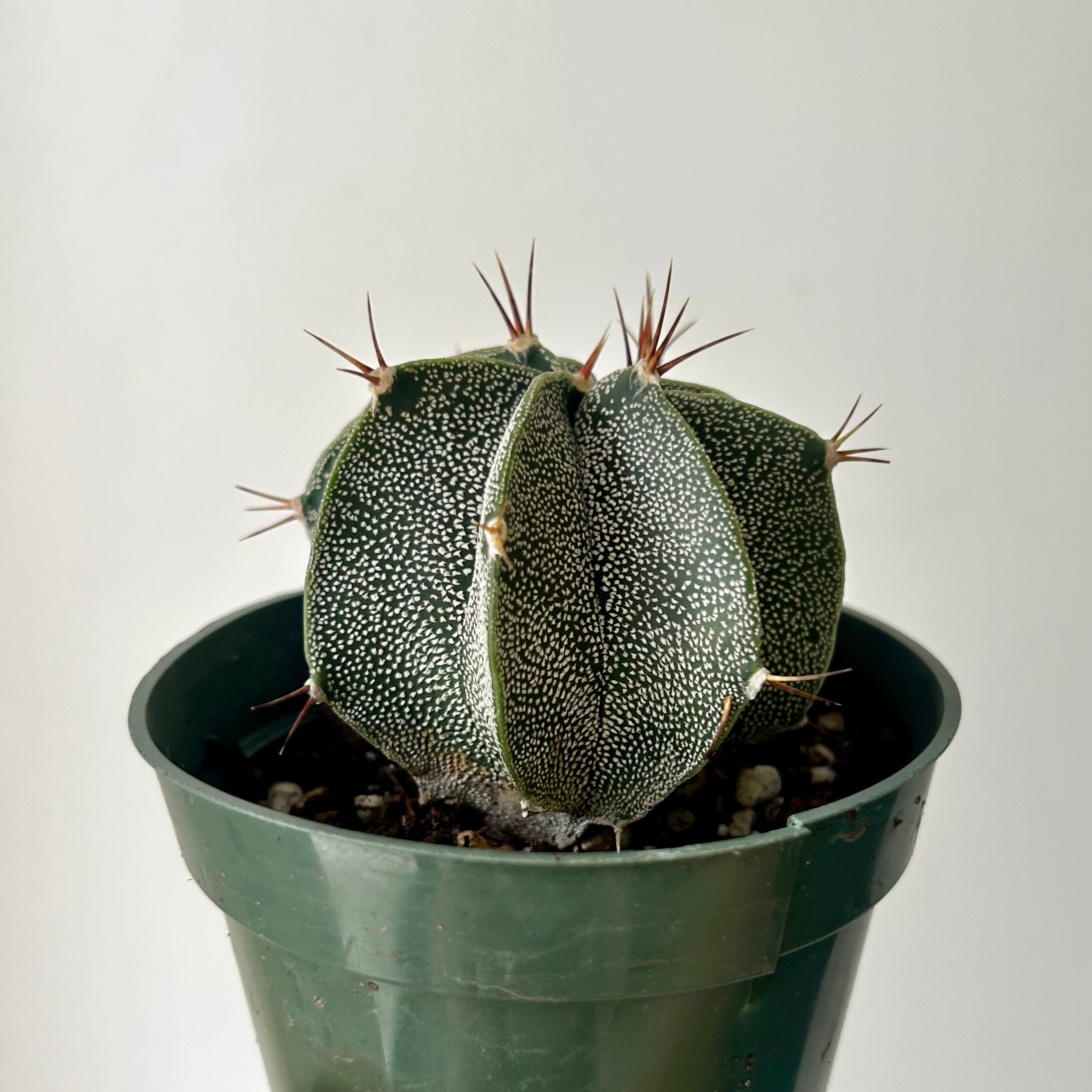 Astrophytum ornatum var mirabelli 3.5”pot