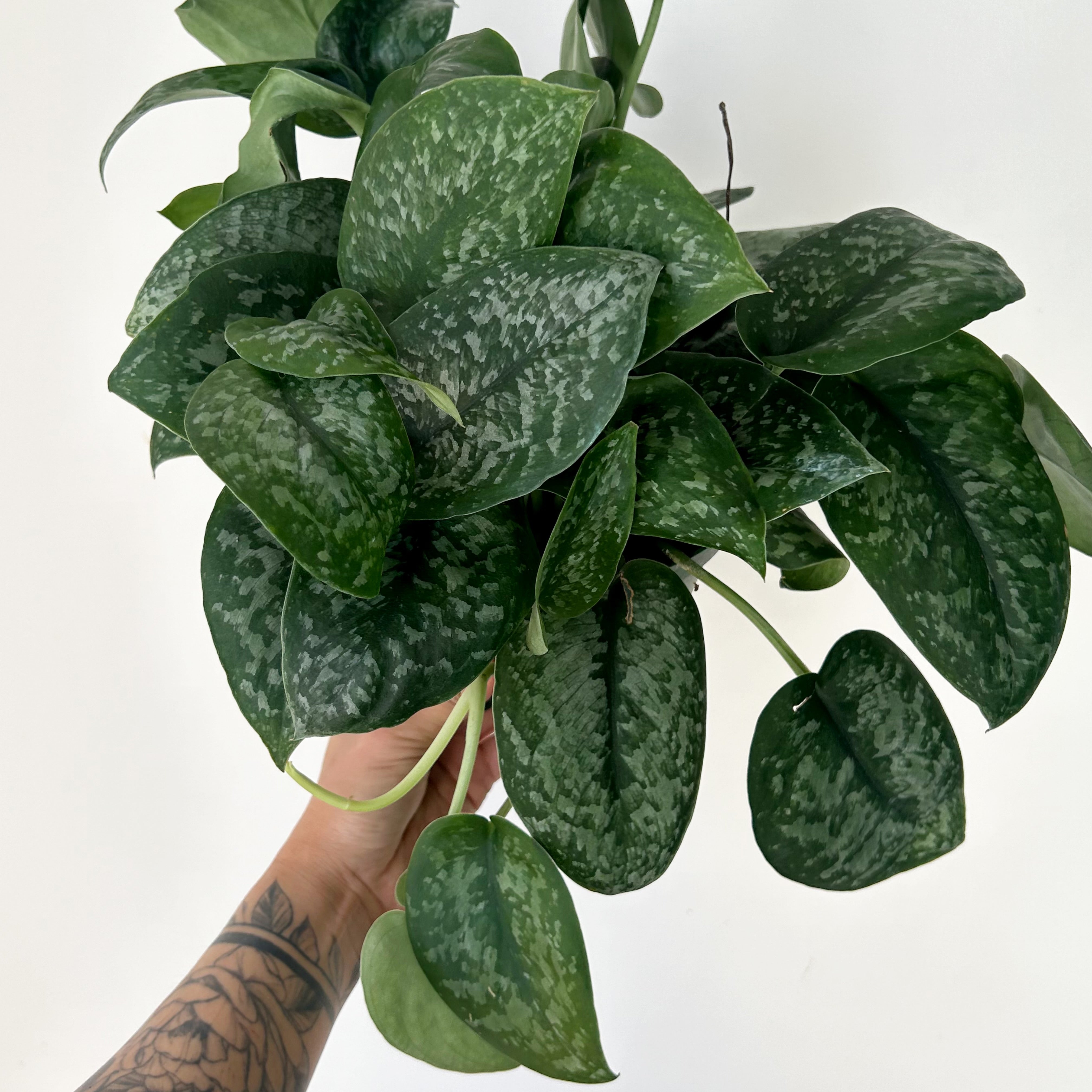 Scindapsus “Mount Salak” 6” pot