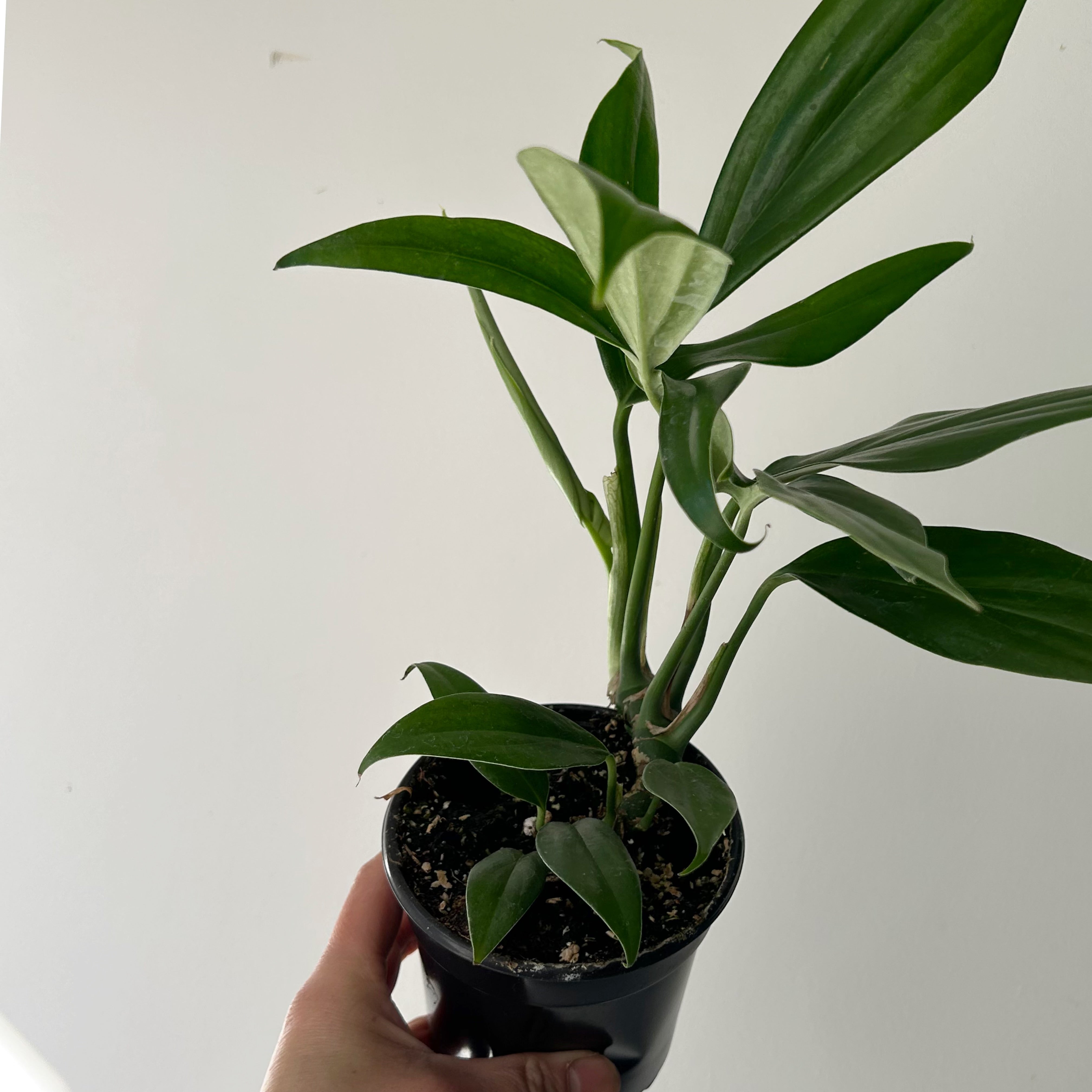 Dragon Tail Plant (Rhaphidophora Decursiva) 3.5”pot