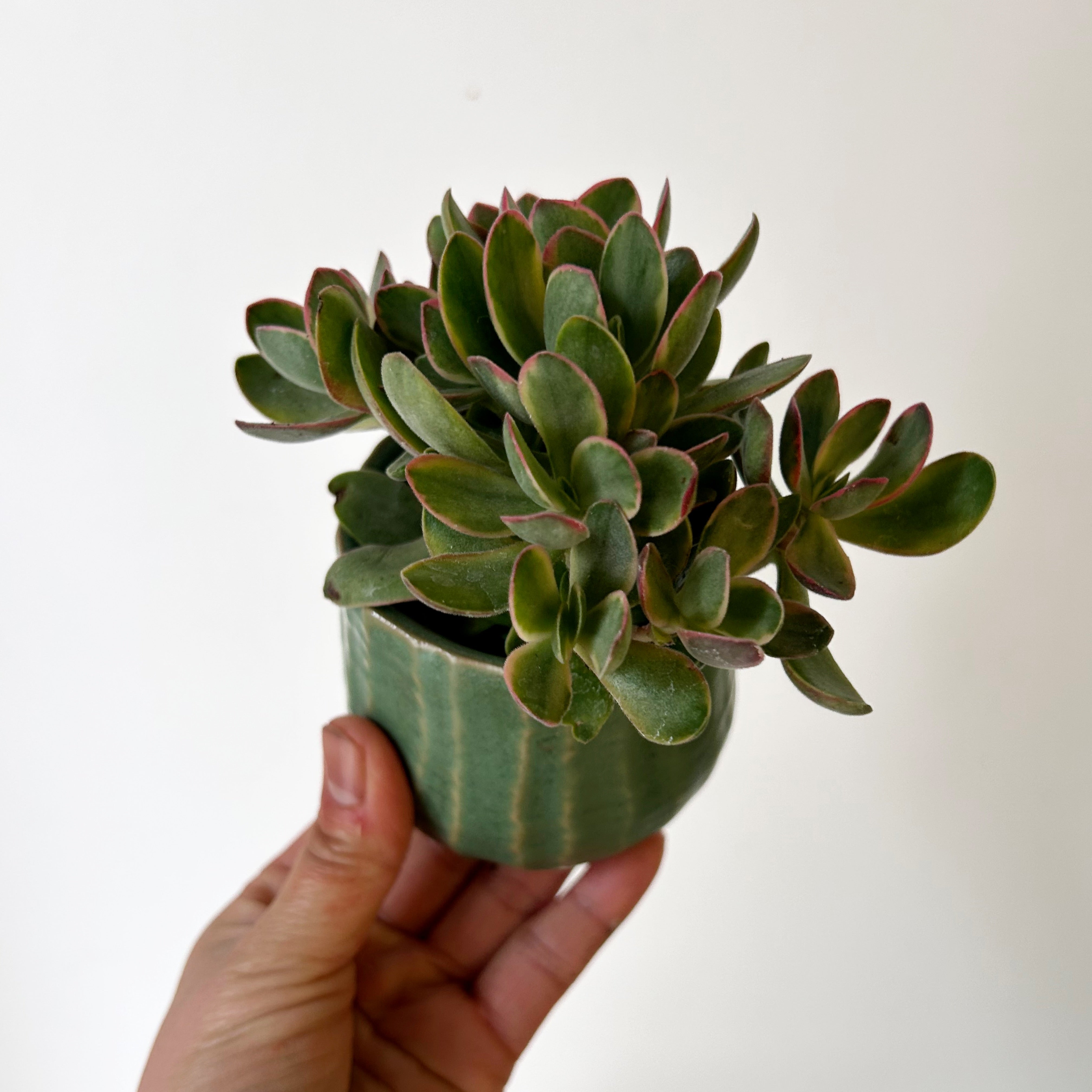 Variegated crassula swaziensis 2.5” pot