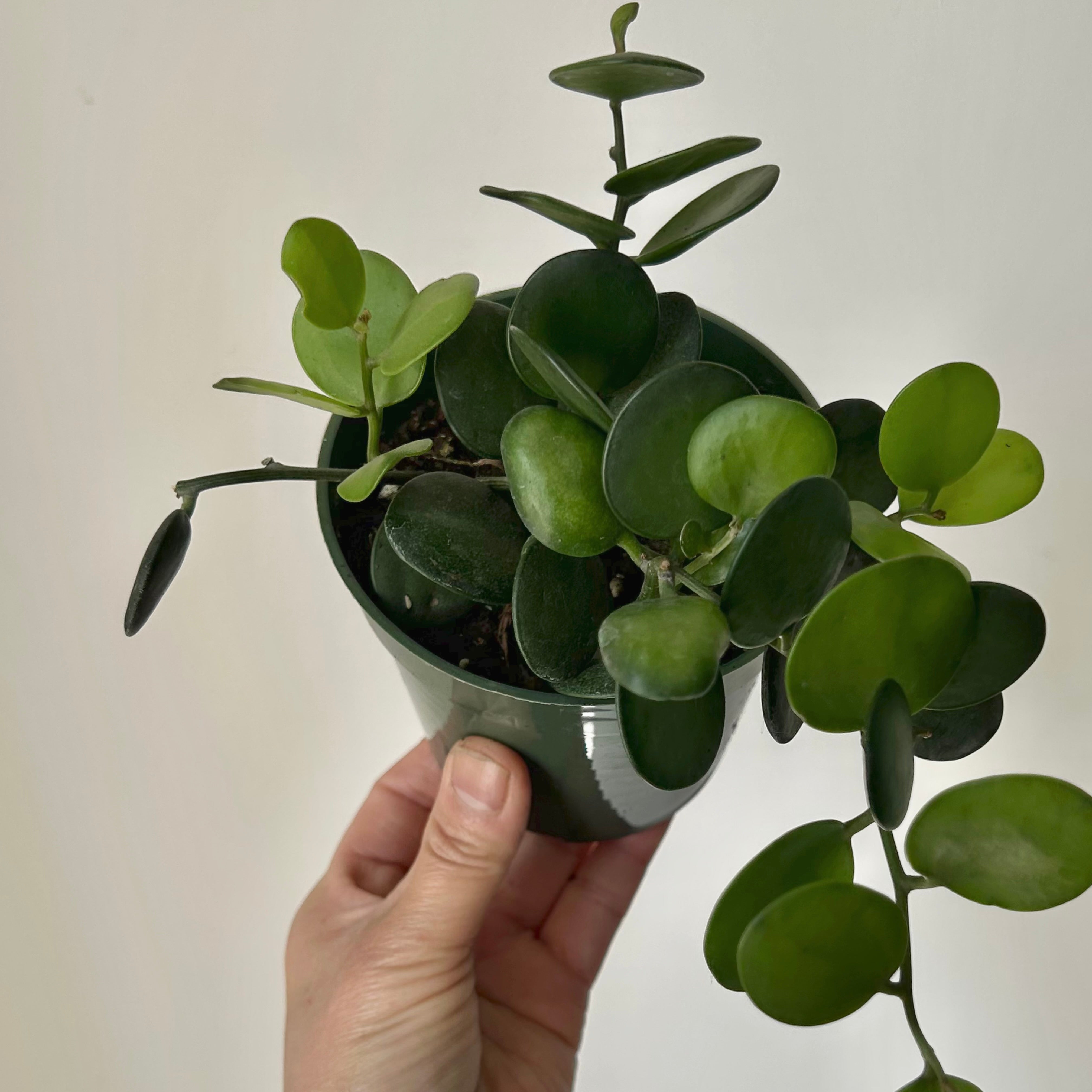 Silver Dollar Vine (Xerosicyos Danguyi ), 4”pot