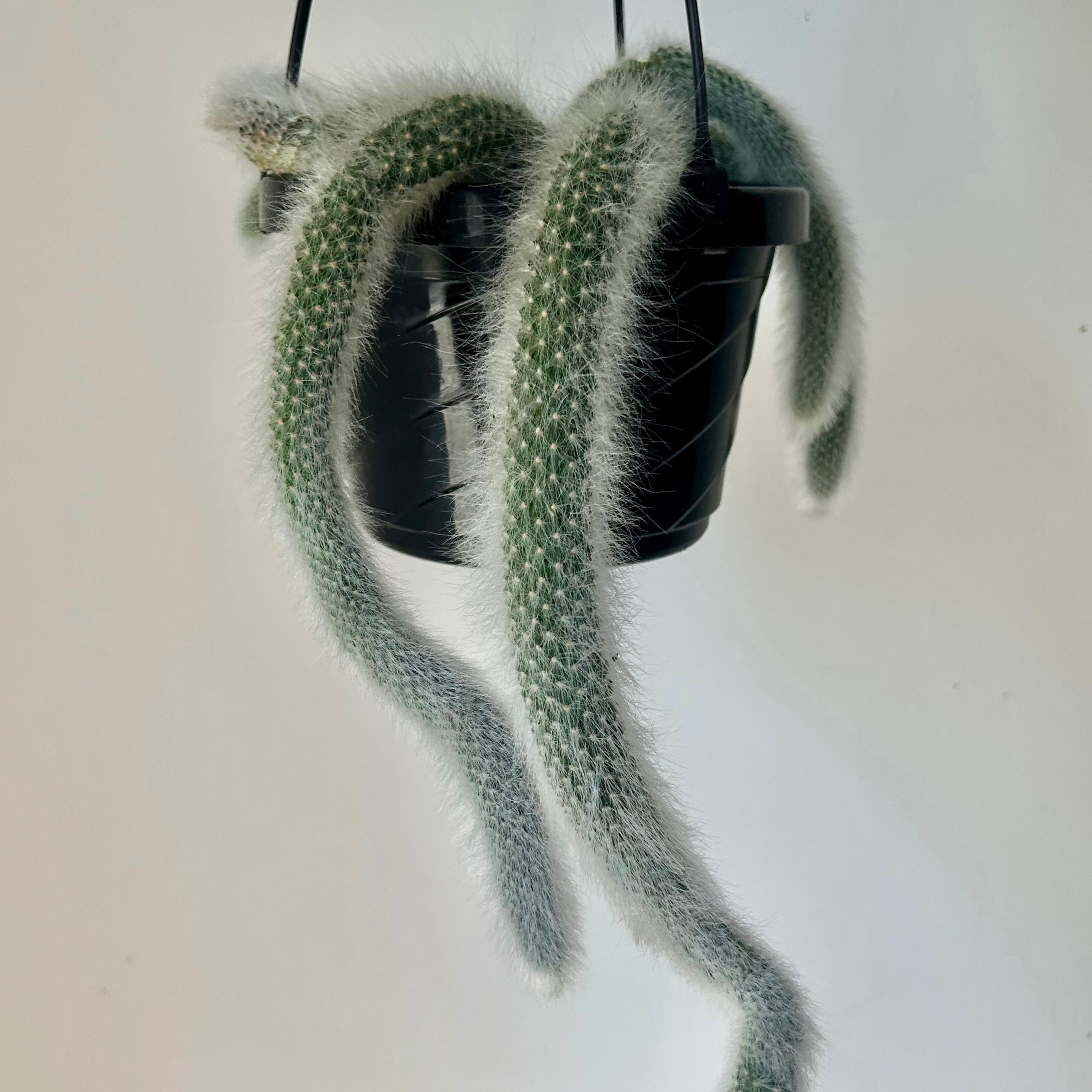 Monkey Tail Cactus (Cleistocactus colademononis) 6” hanging basket