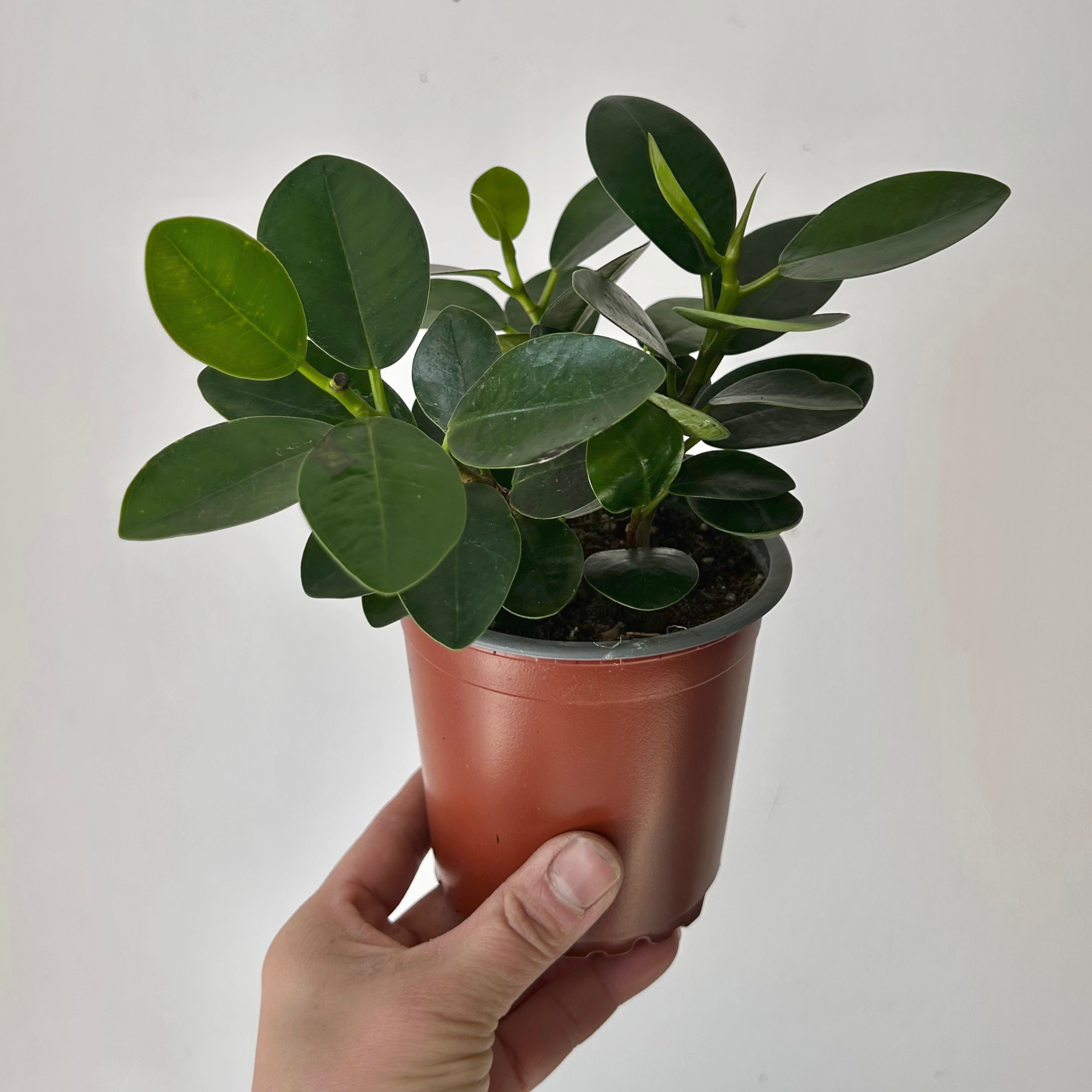 Ficus microcarpa “Green Island” 4” pot