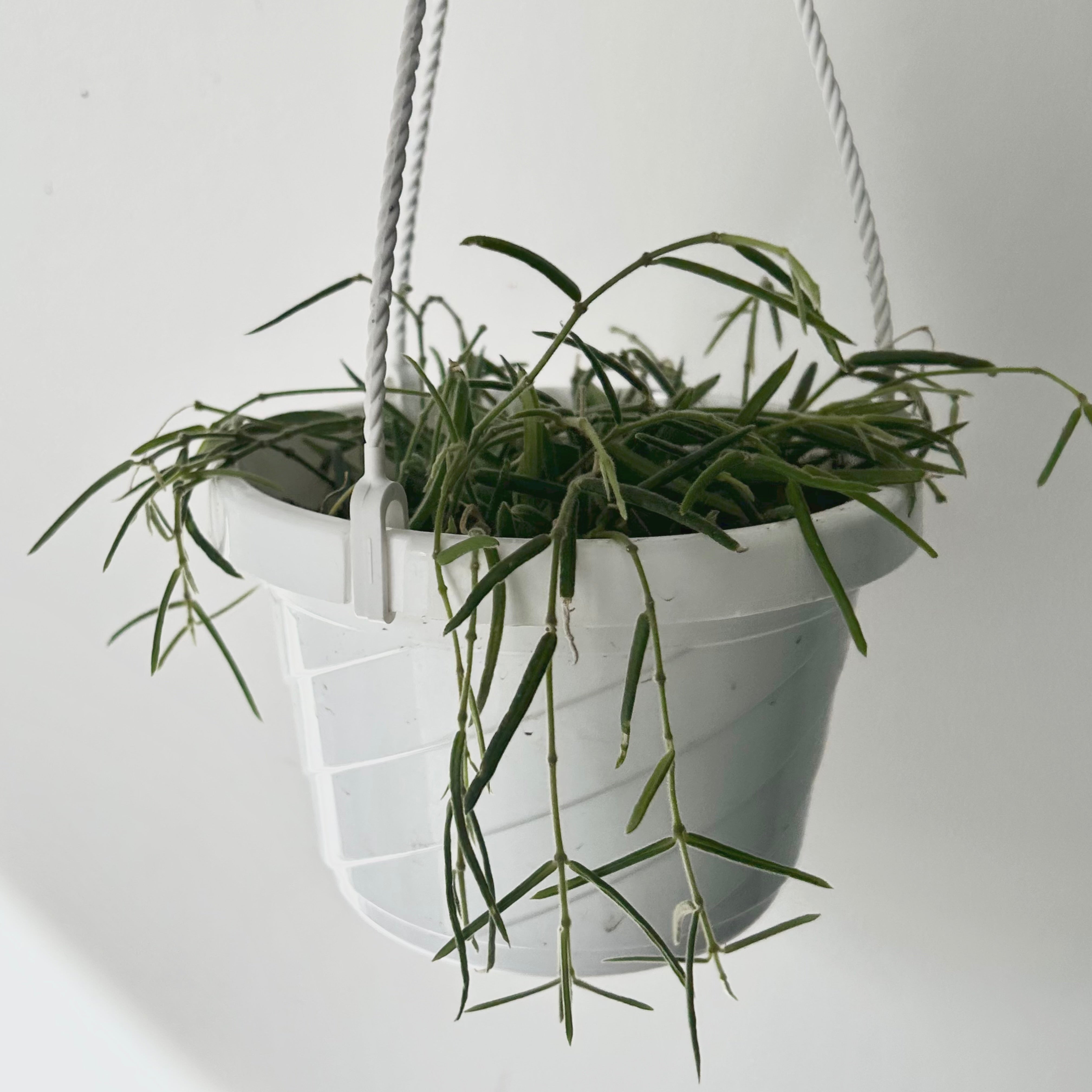 Hoya Lineris 6” hanging basket