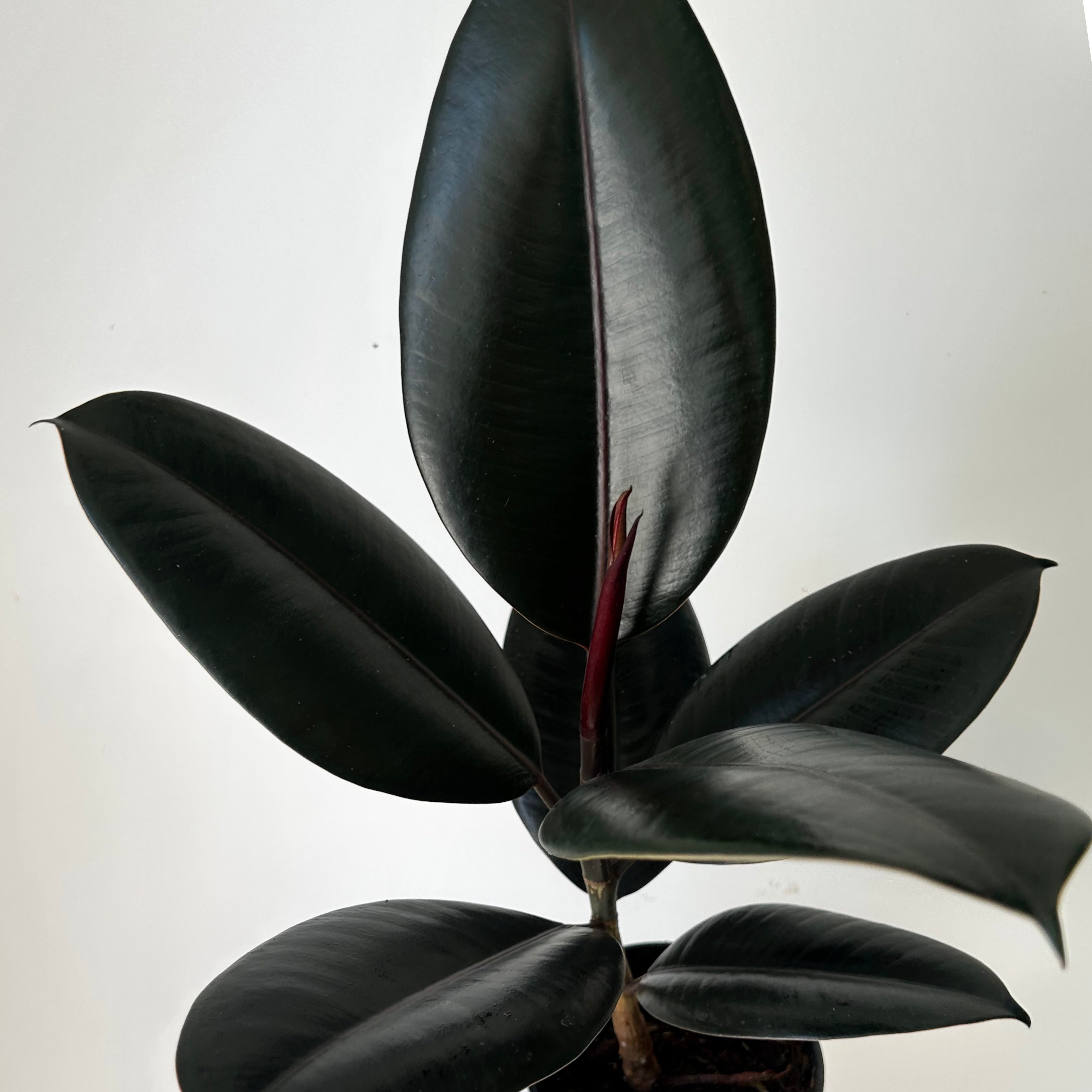 Burgundy Rubber Fig (Ficus Elastica), 5" Pot