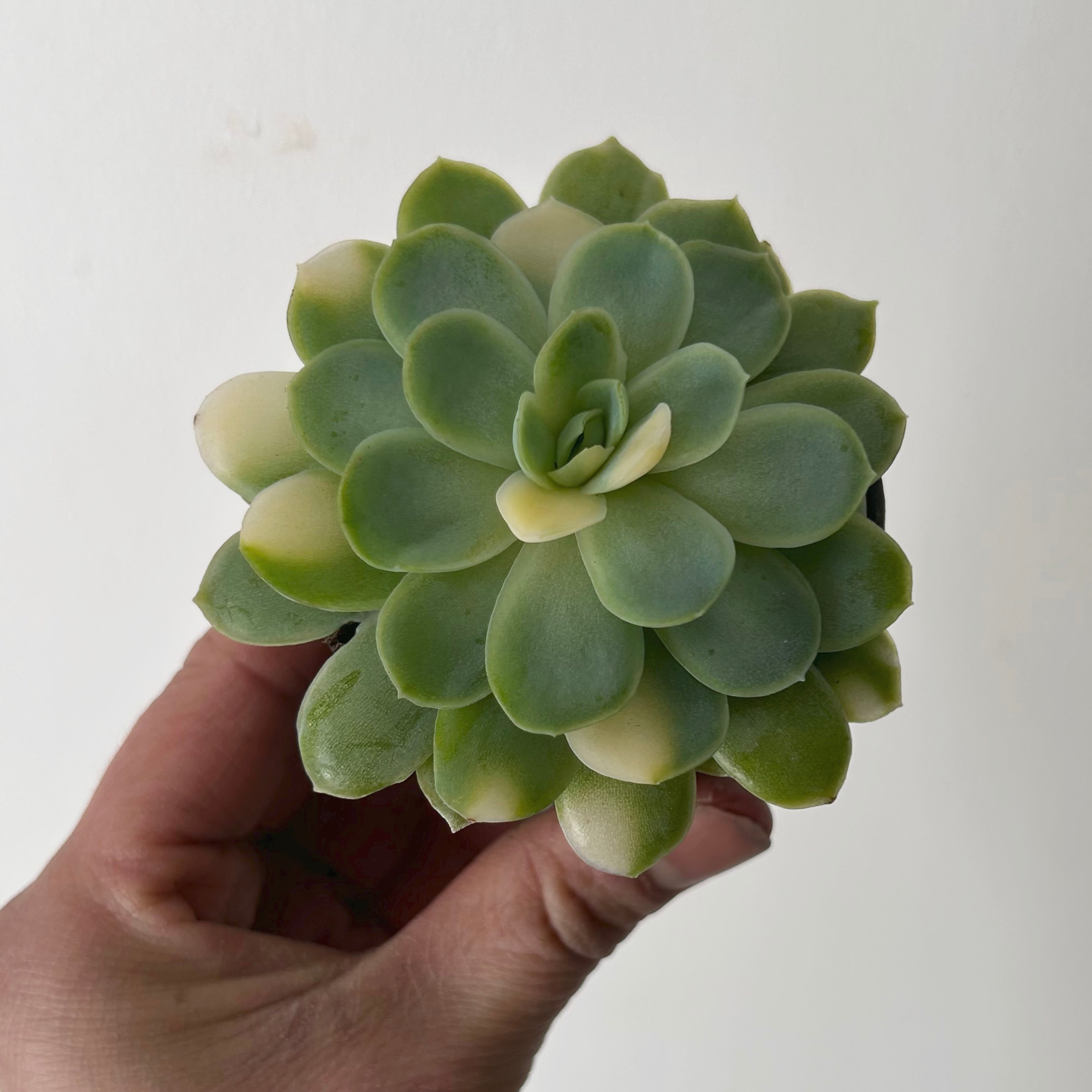 Variegated Echeveria elegans “Twin Berry”2.5" pot